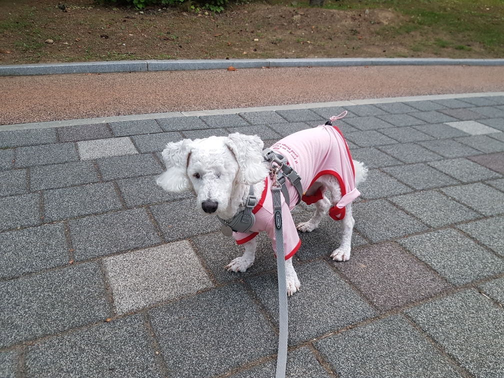 윤랑 입양 2주년(곤지암_쟈스민)