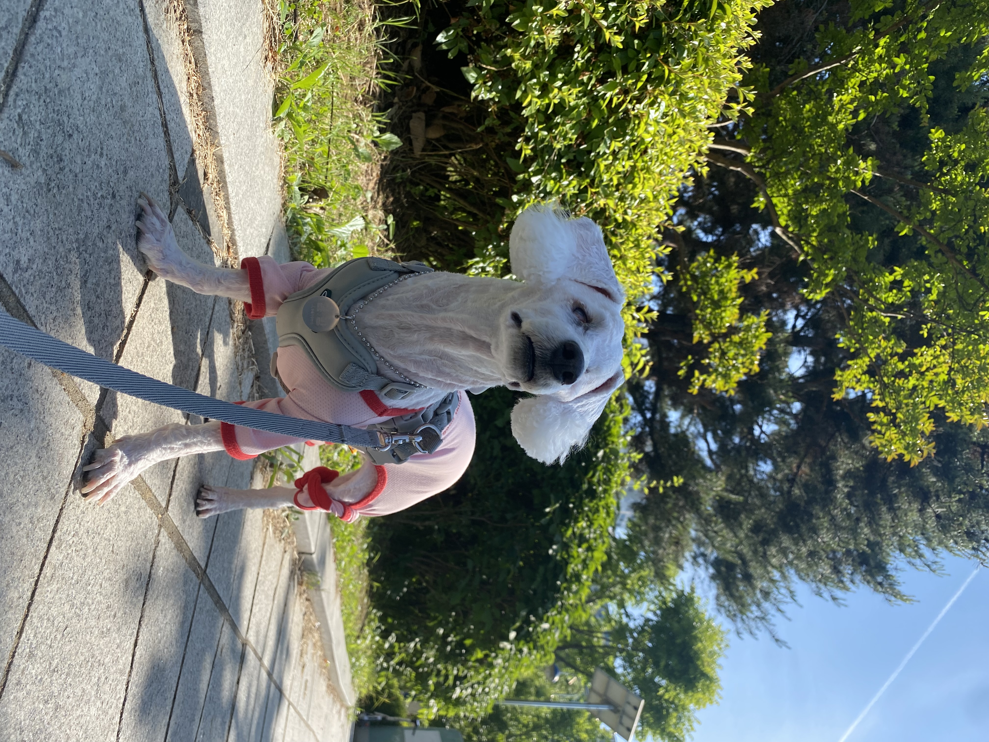 윤랑 입양 2주년(곤지암_쟈스민)