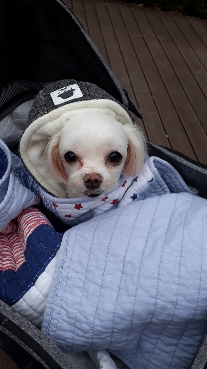 아떼(라떼) 잘지내고 있습니다