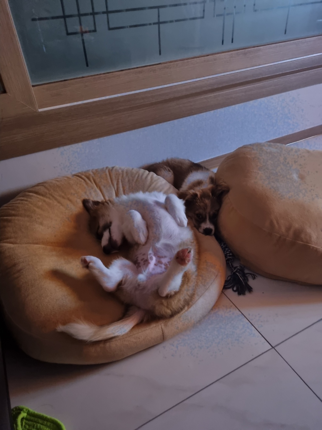 해돌, 해솔 입양 일주일뒤 이야기