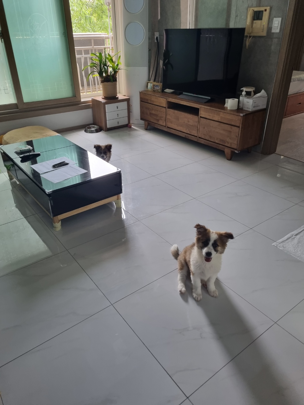 해돌, 해솔 입양 일주일뒤 이야기