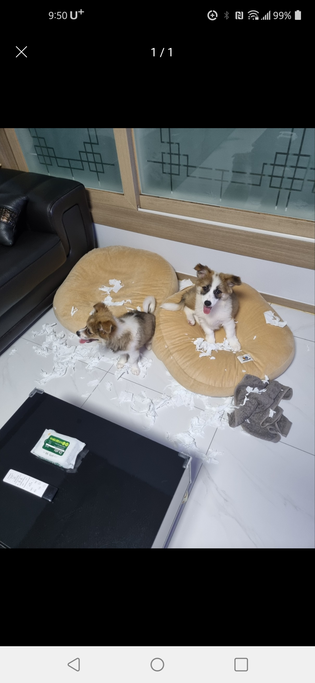 해돌, 해솔 입양 일주일뒤 이야기