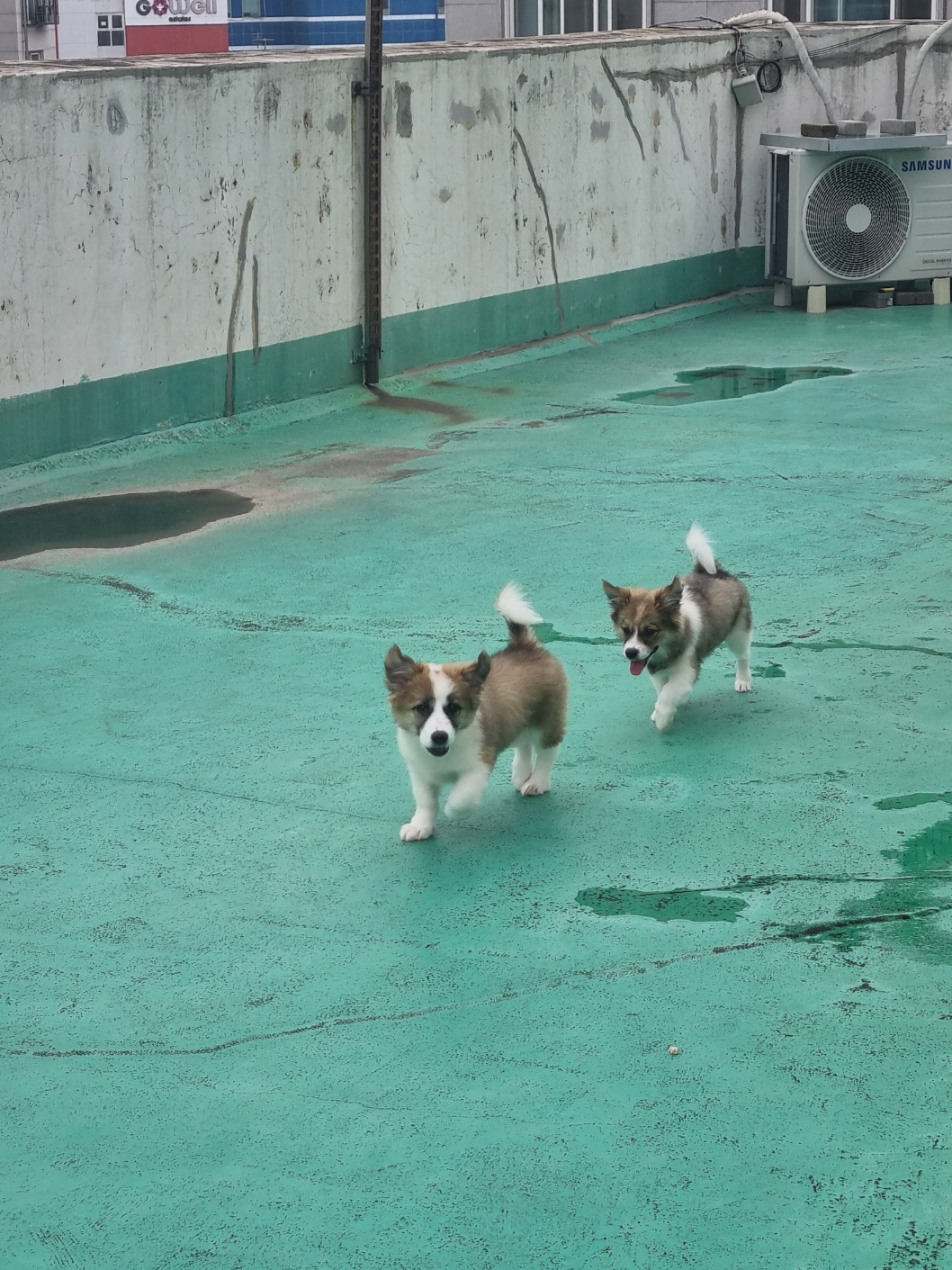 해돌, 해솔 입양 일주일뒤 이야기