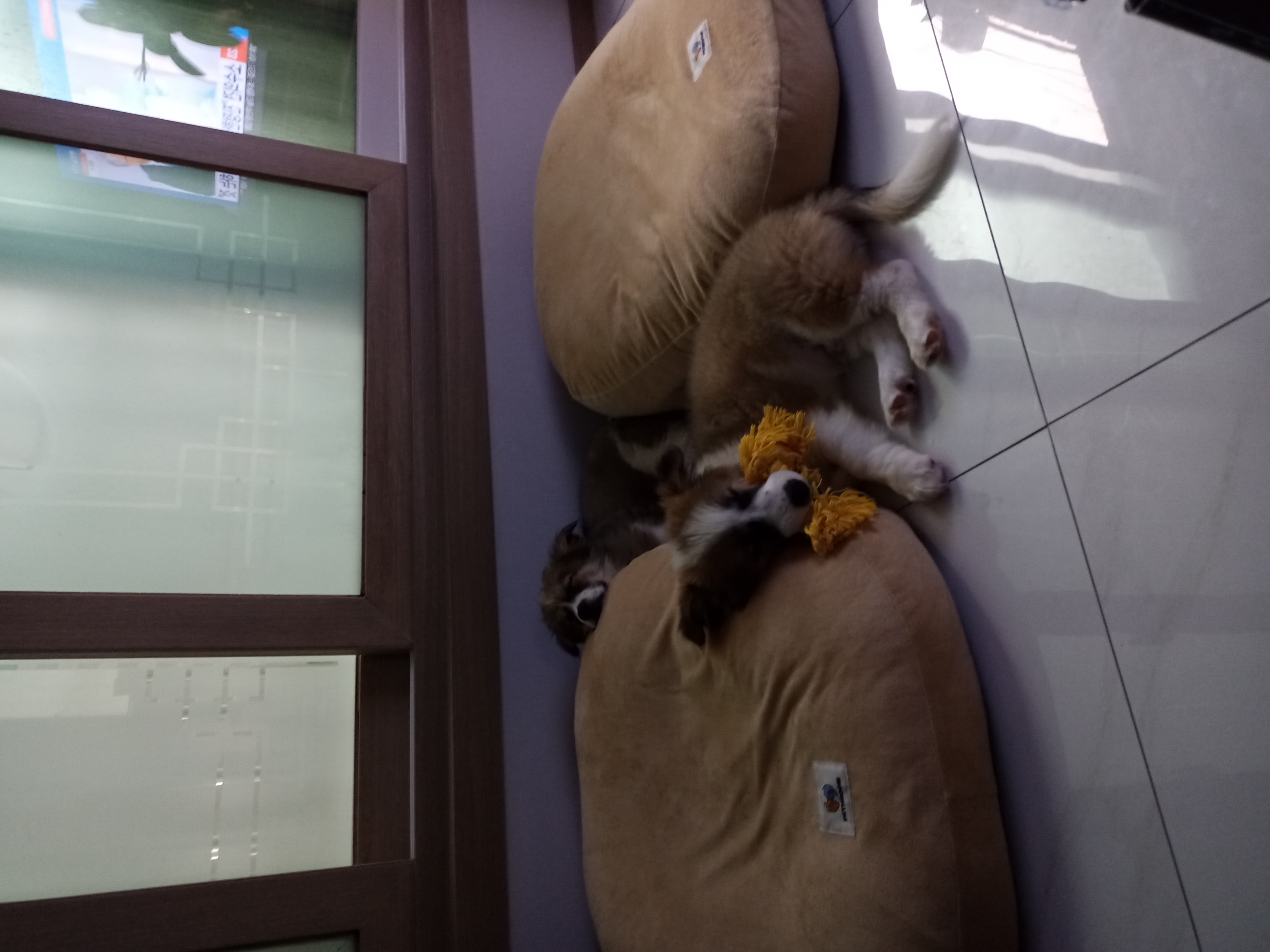 해돌, 해솔 입양 일주일뒤 이야기