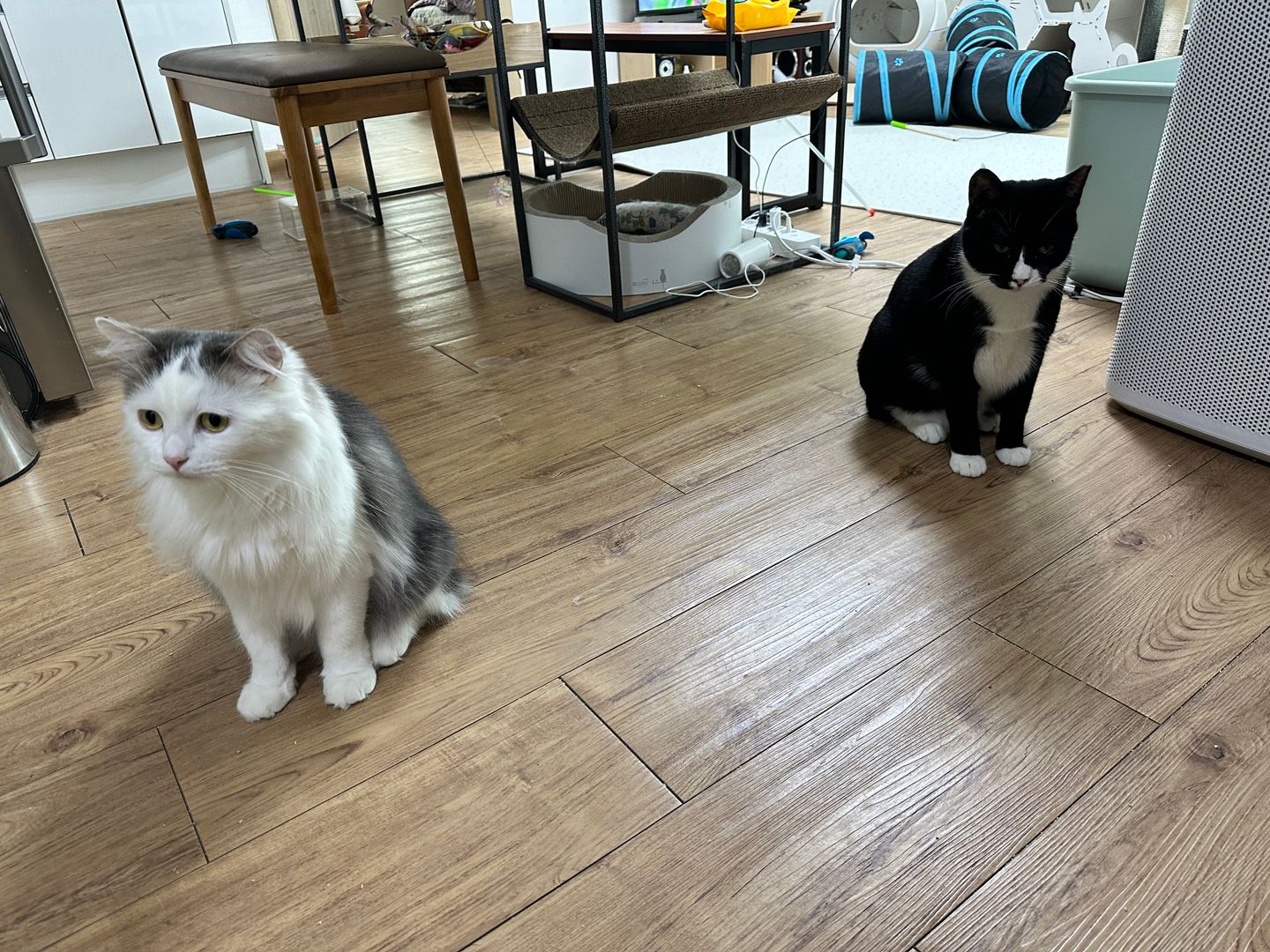 레오(이루) 1년 입양후기 입니다