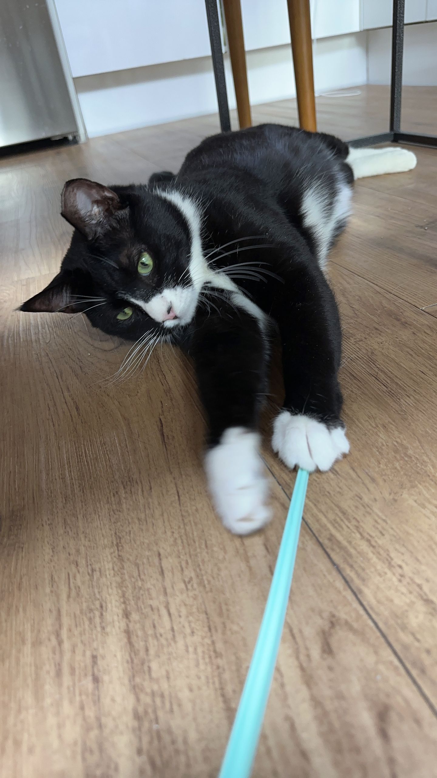 레오(이루) 1년 입양후기 입니다