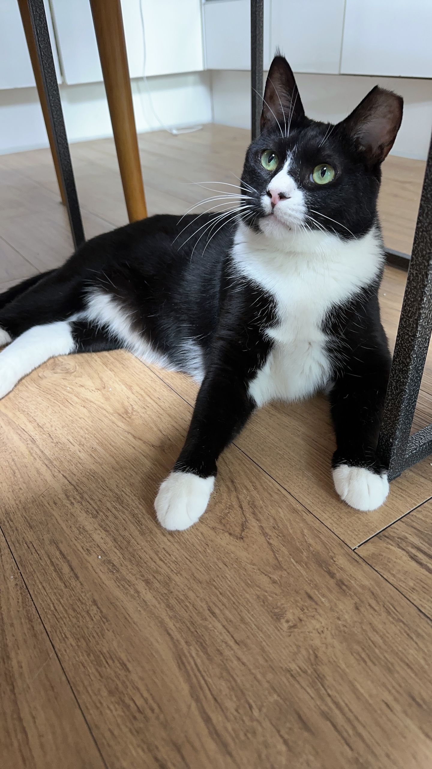 레오(이루) 1년 입양후기 입니다