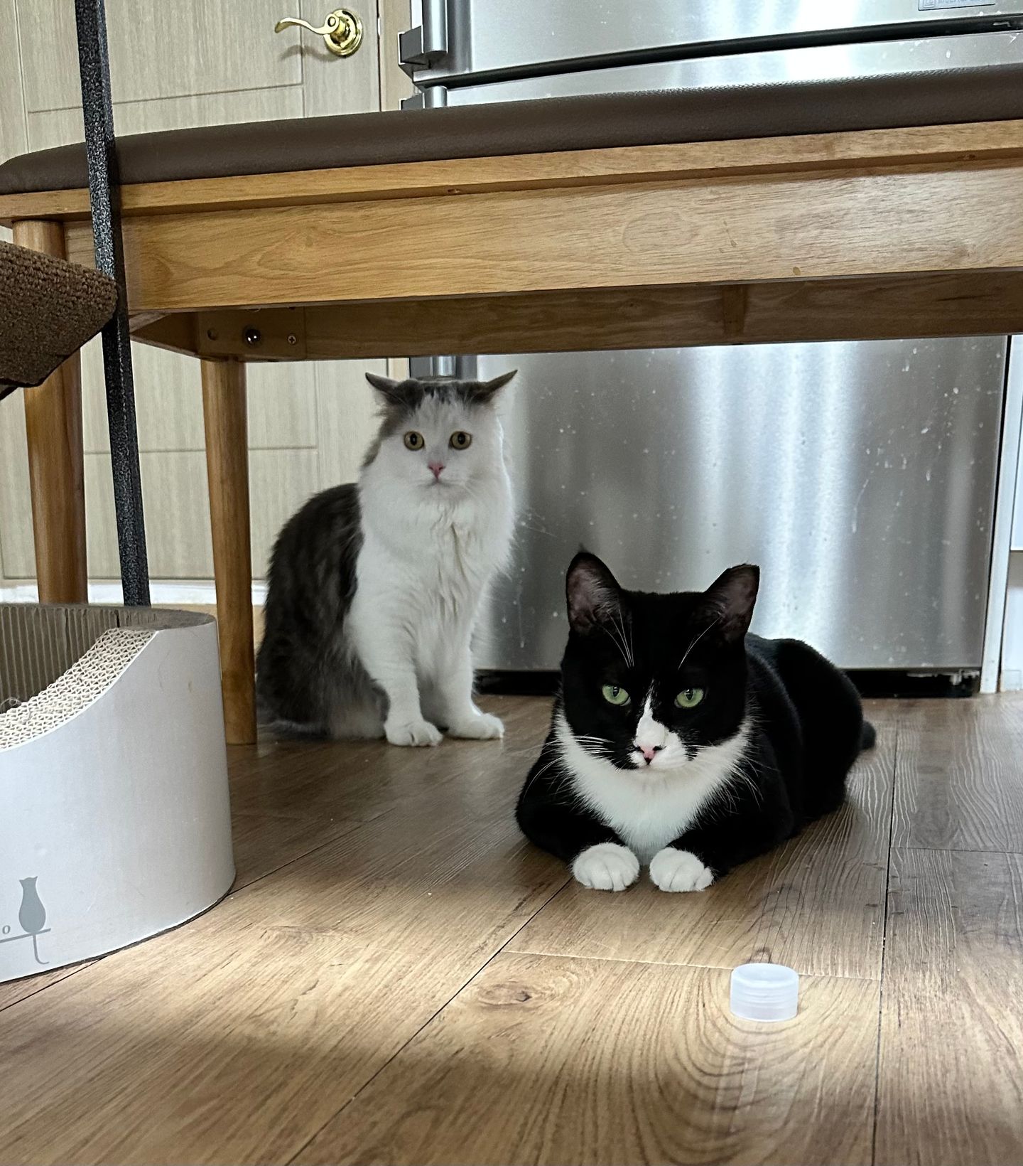 레오(이루) 1년 입양후기 입니다