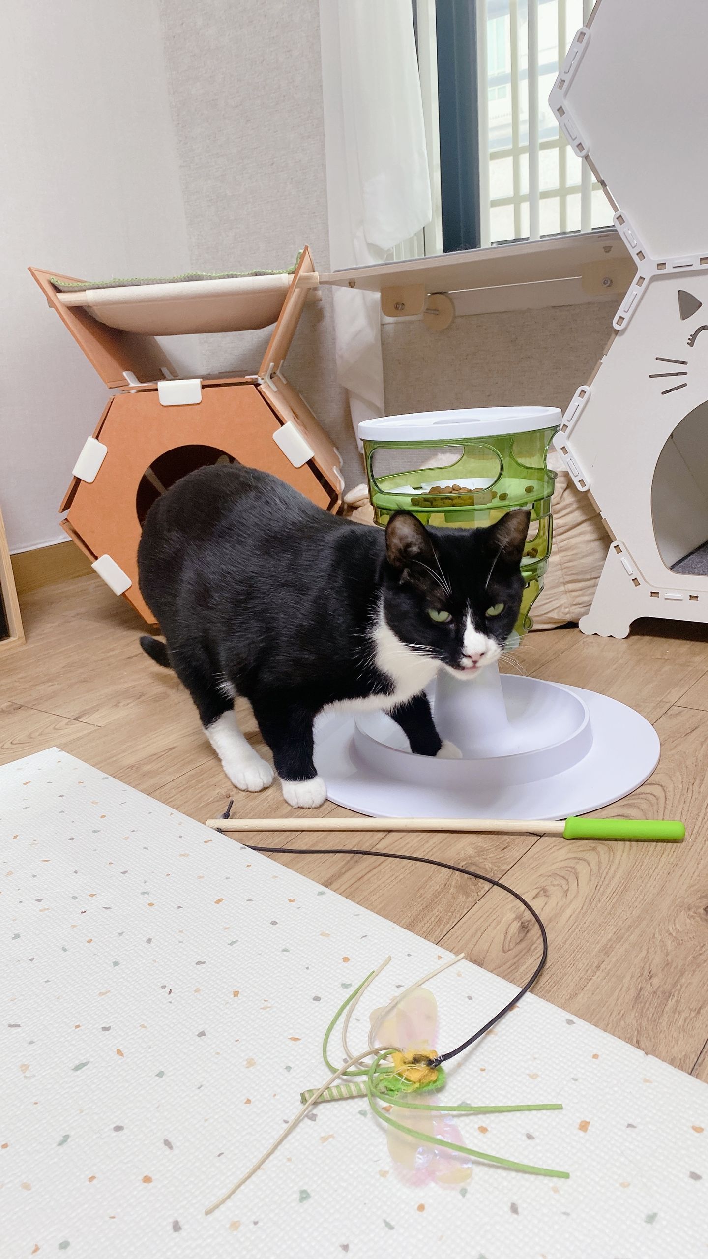 레오(이루) 1년 입양후기 입니다