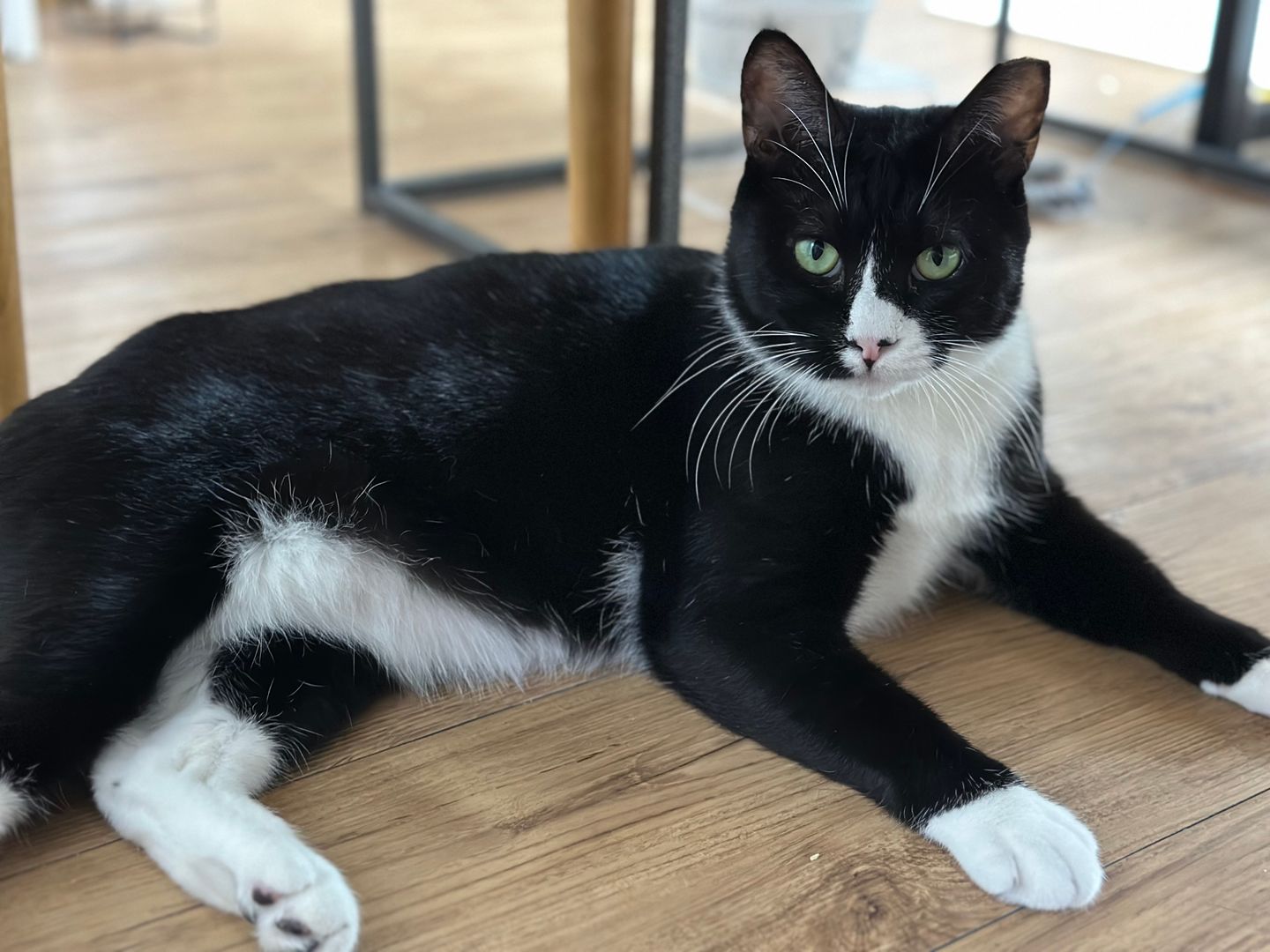 레오(이루) 1년 입양후기 입니다