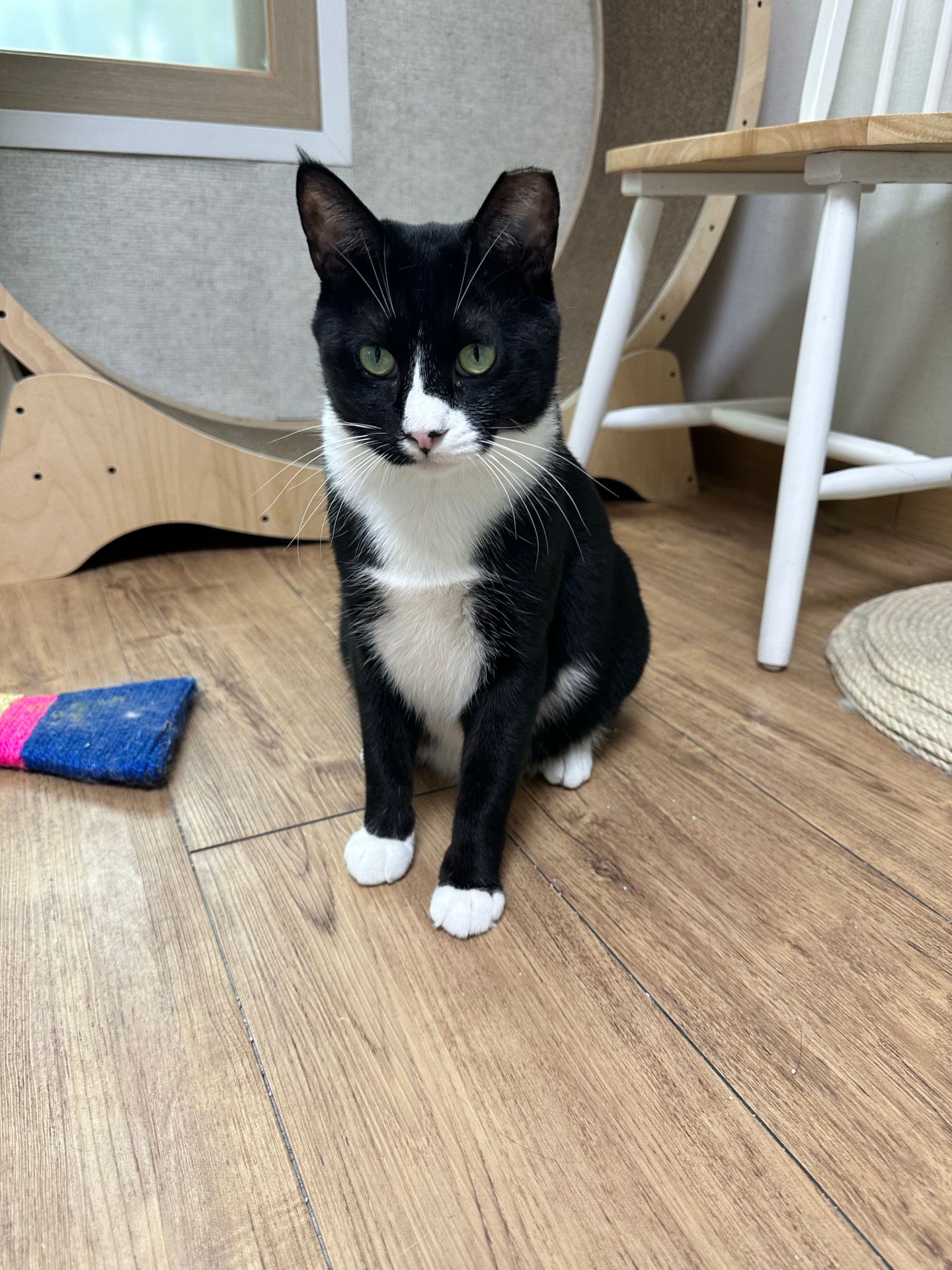 레오(이루) 1년 입양후기 입니다