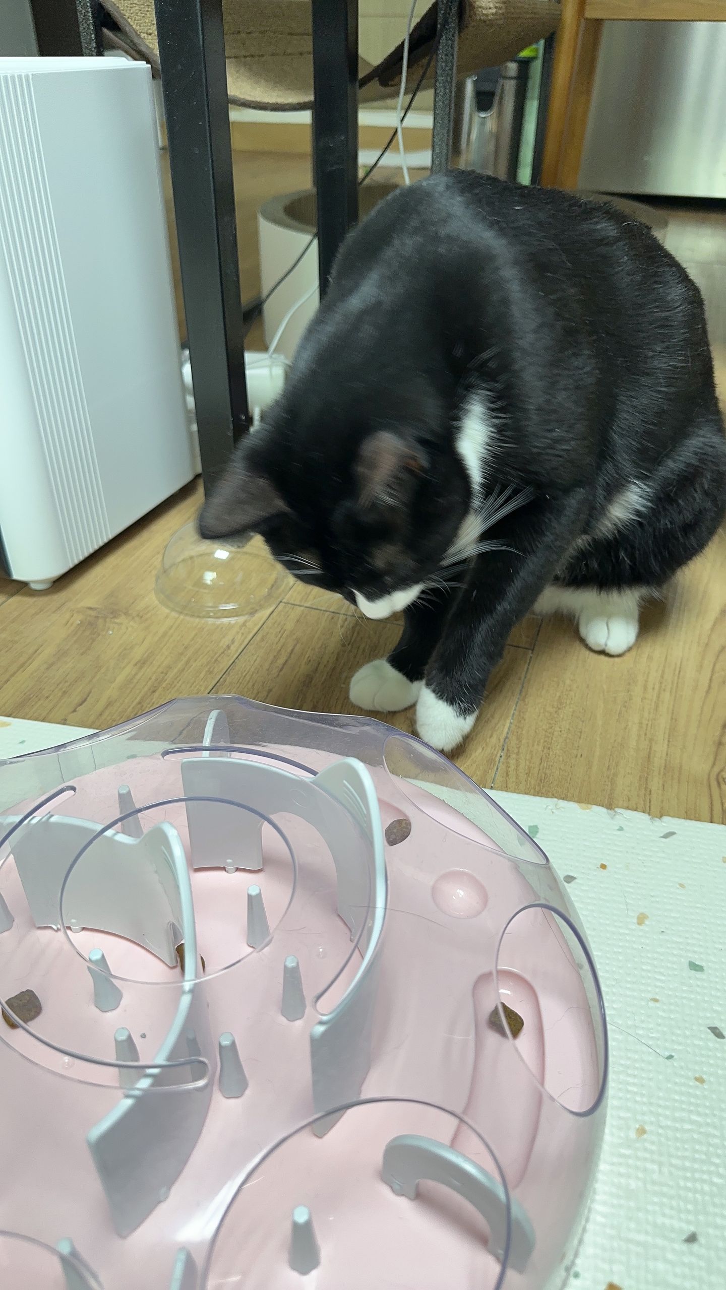 레오(이루) 1년 입양후기 입니다