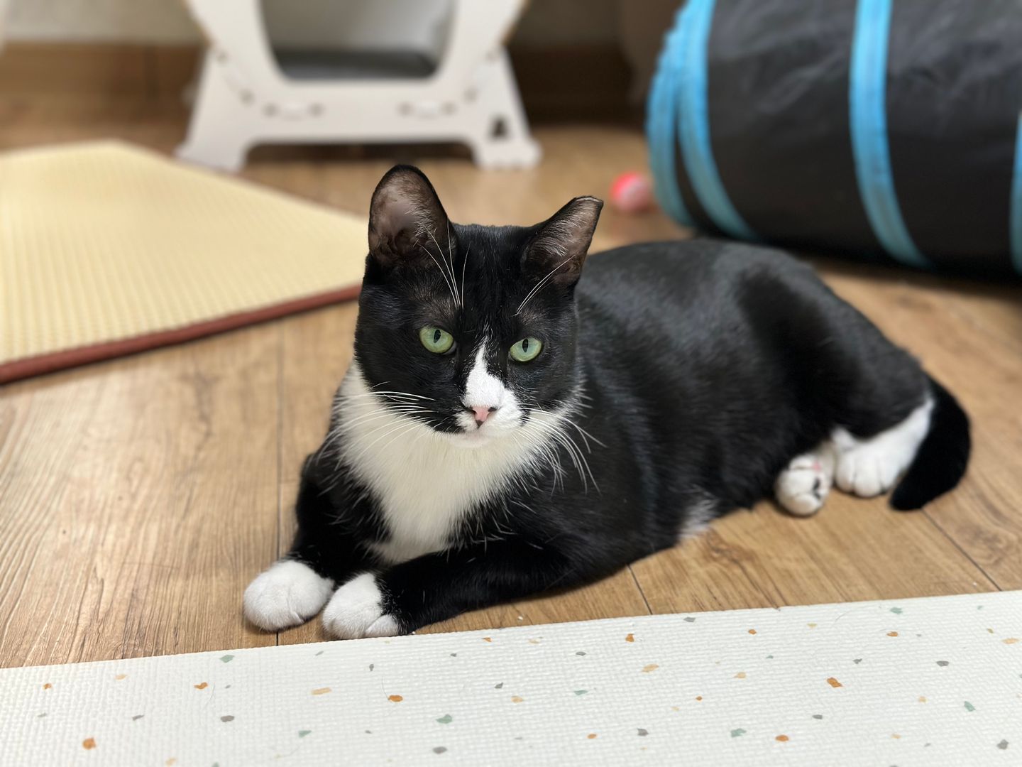 레오(이루) 1년 입양후기 입니다