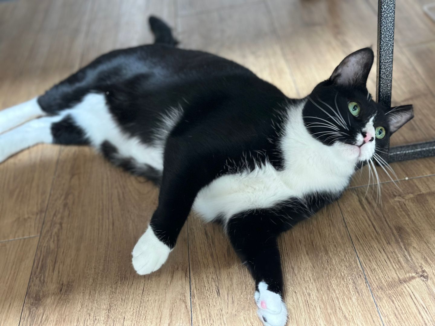 레오(이루) 1년 입양후기 입니다