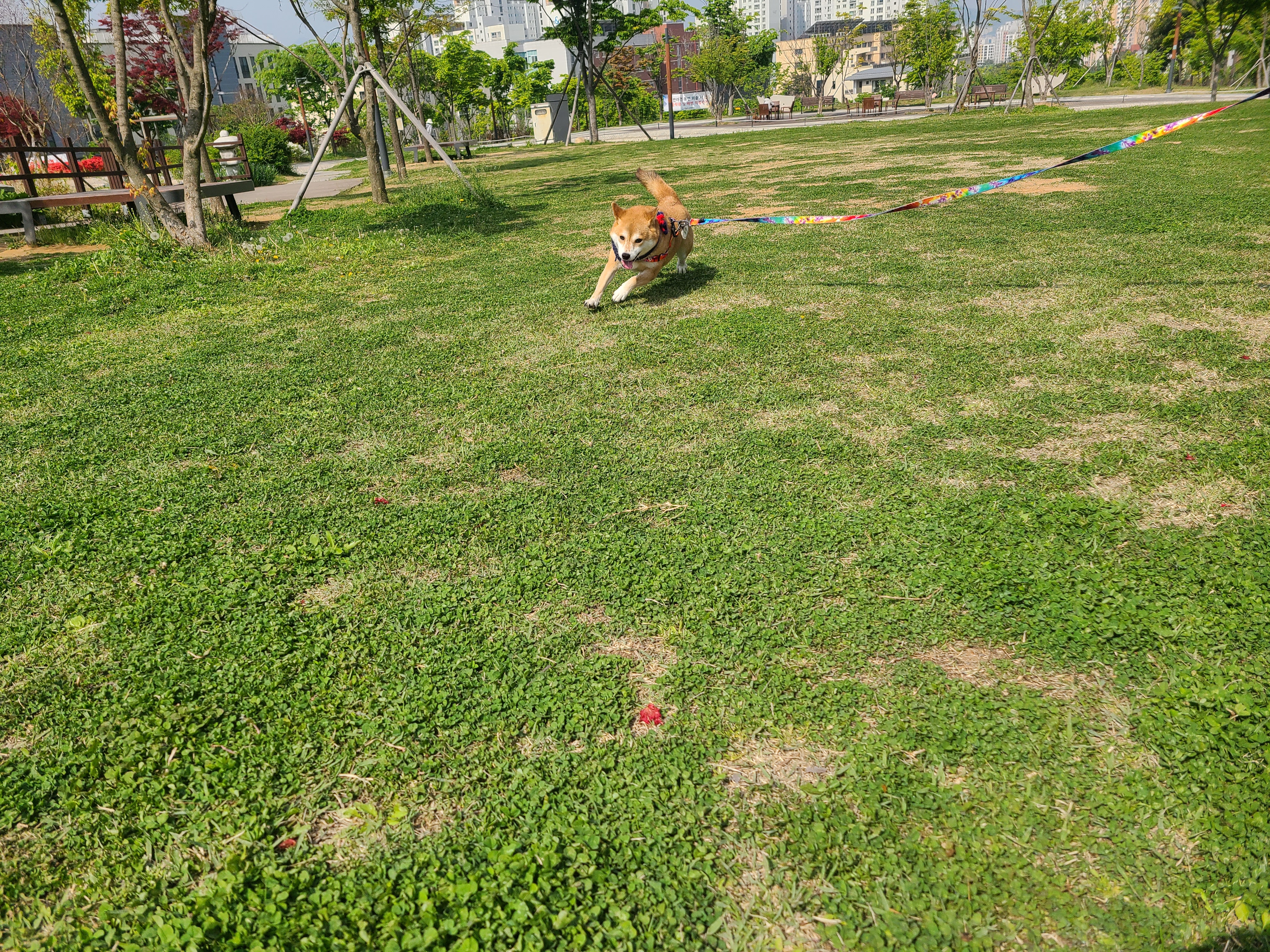 보리와 지낸지 벌써 2년