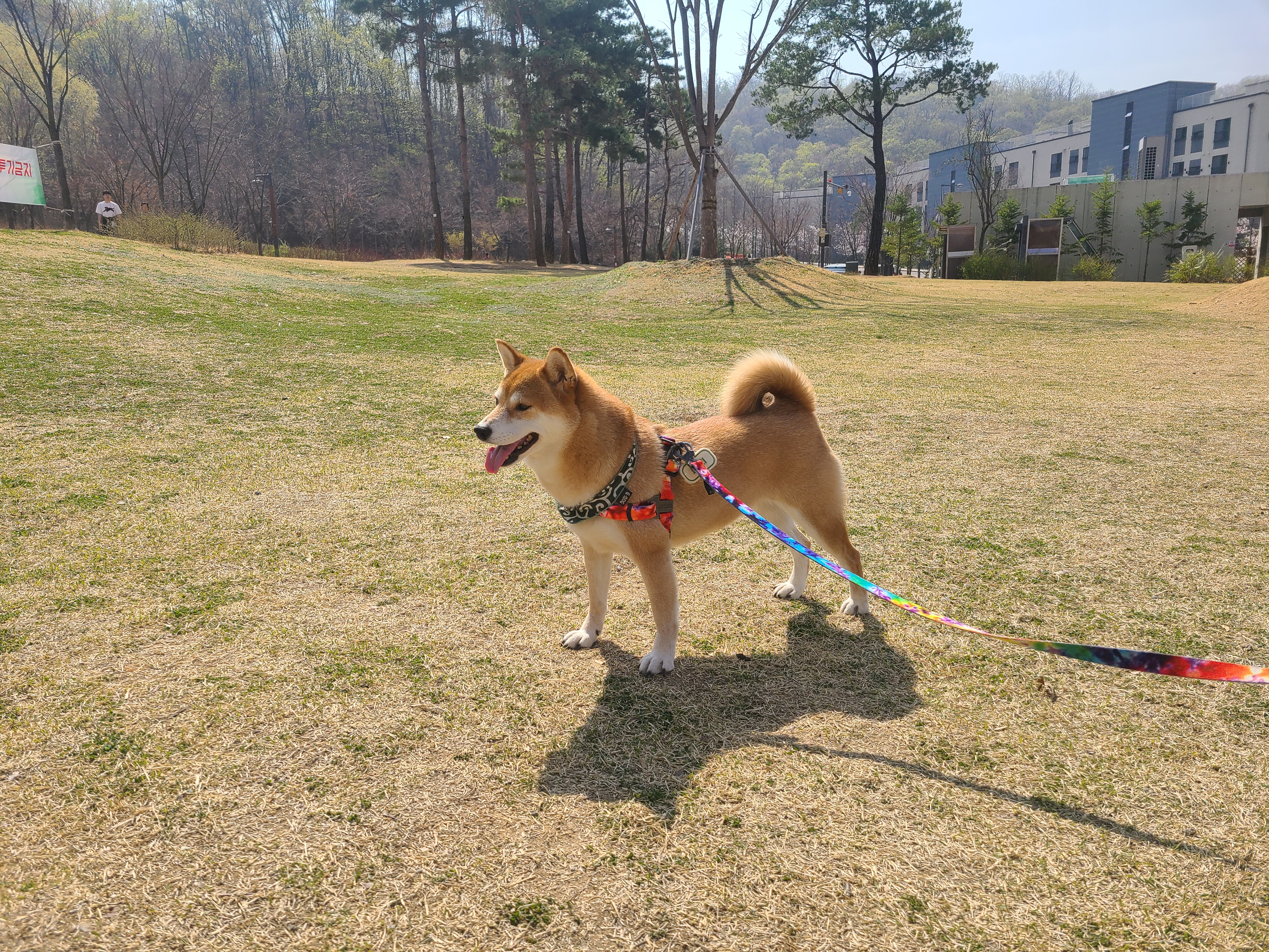 보리와 지낸지 벌써 2년