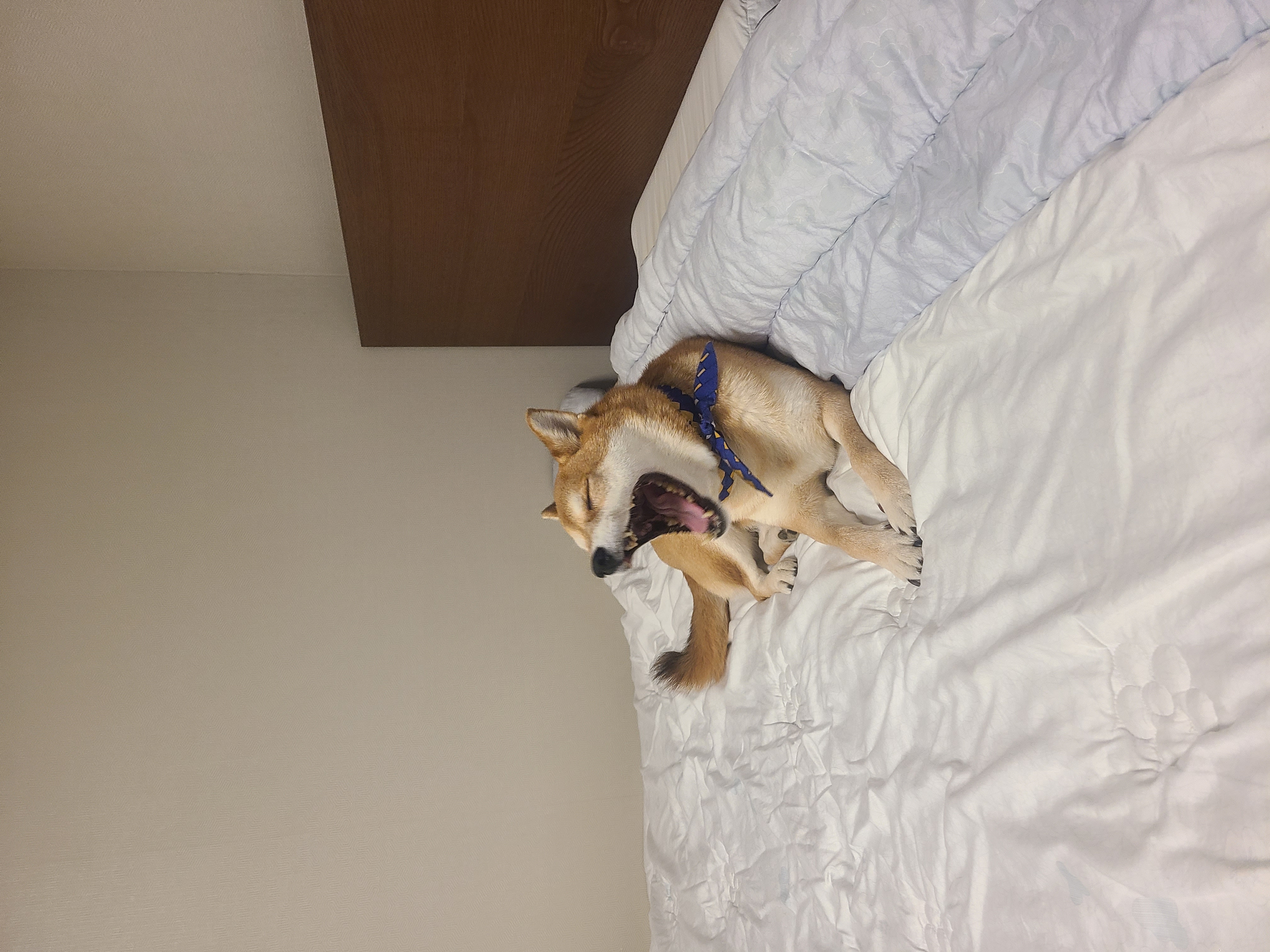 보리와 지낸지 벌써 2년