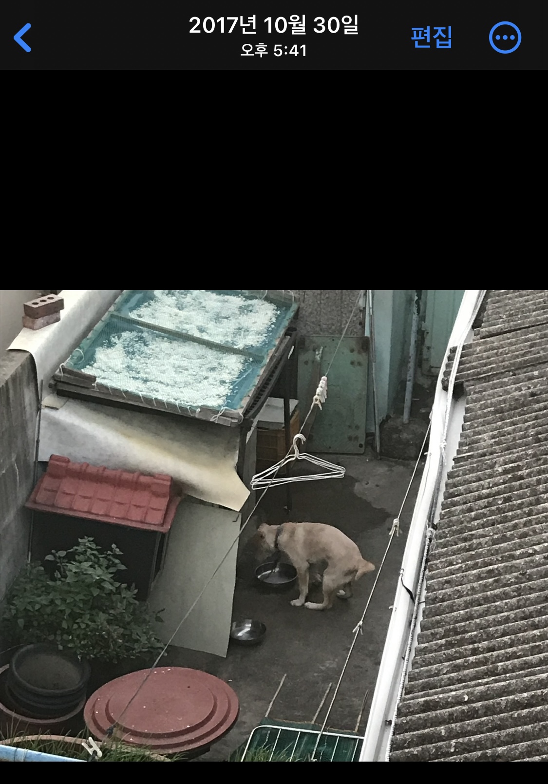 지자체 시보호소에서 개를 주기적으로 파는 사람에게 입양을 보냅니다.