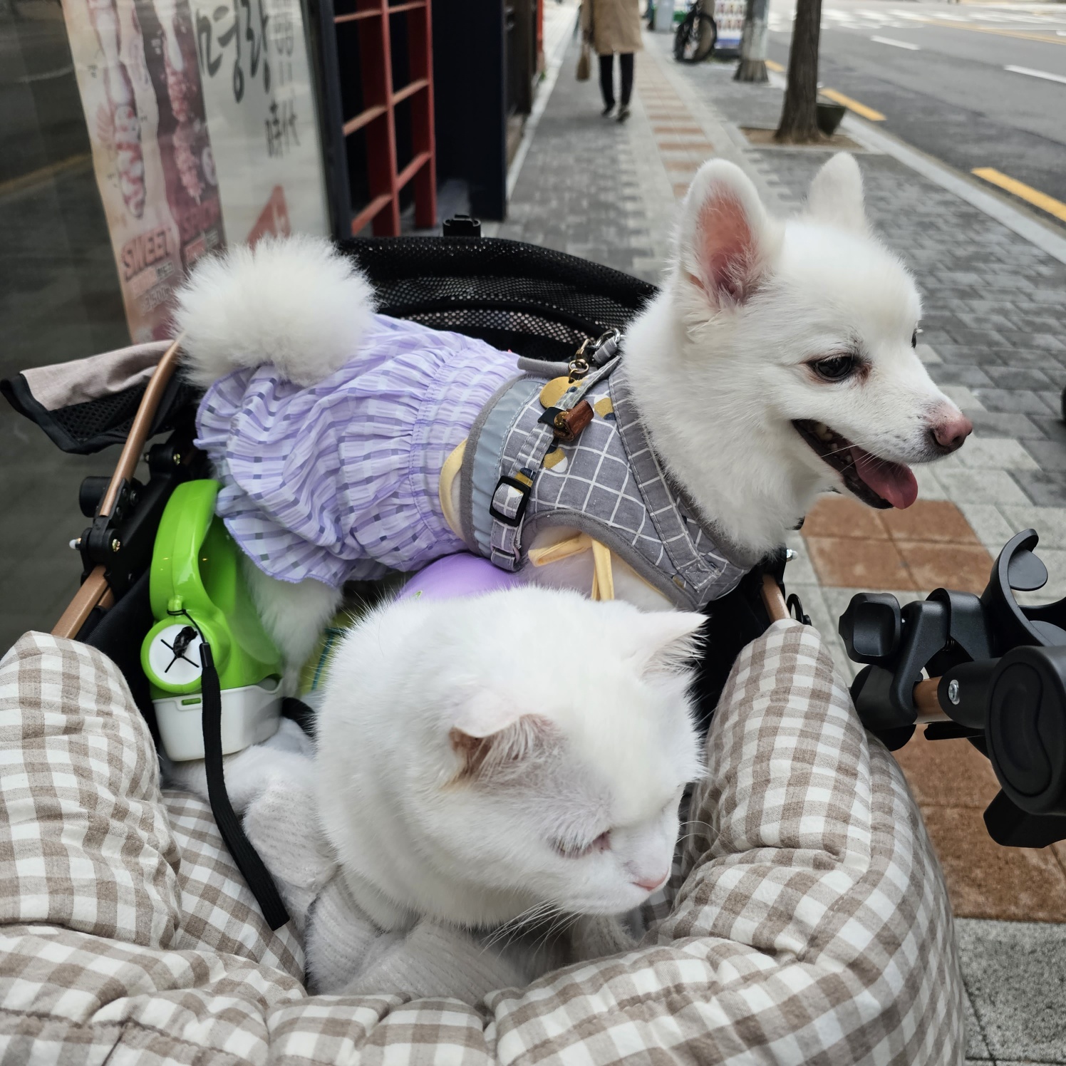 舊 메리, 現 금이 함께 한지 벌써 5년 됐나봐요