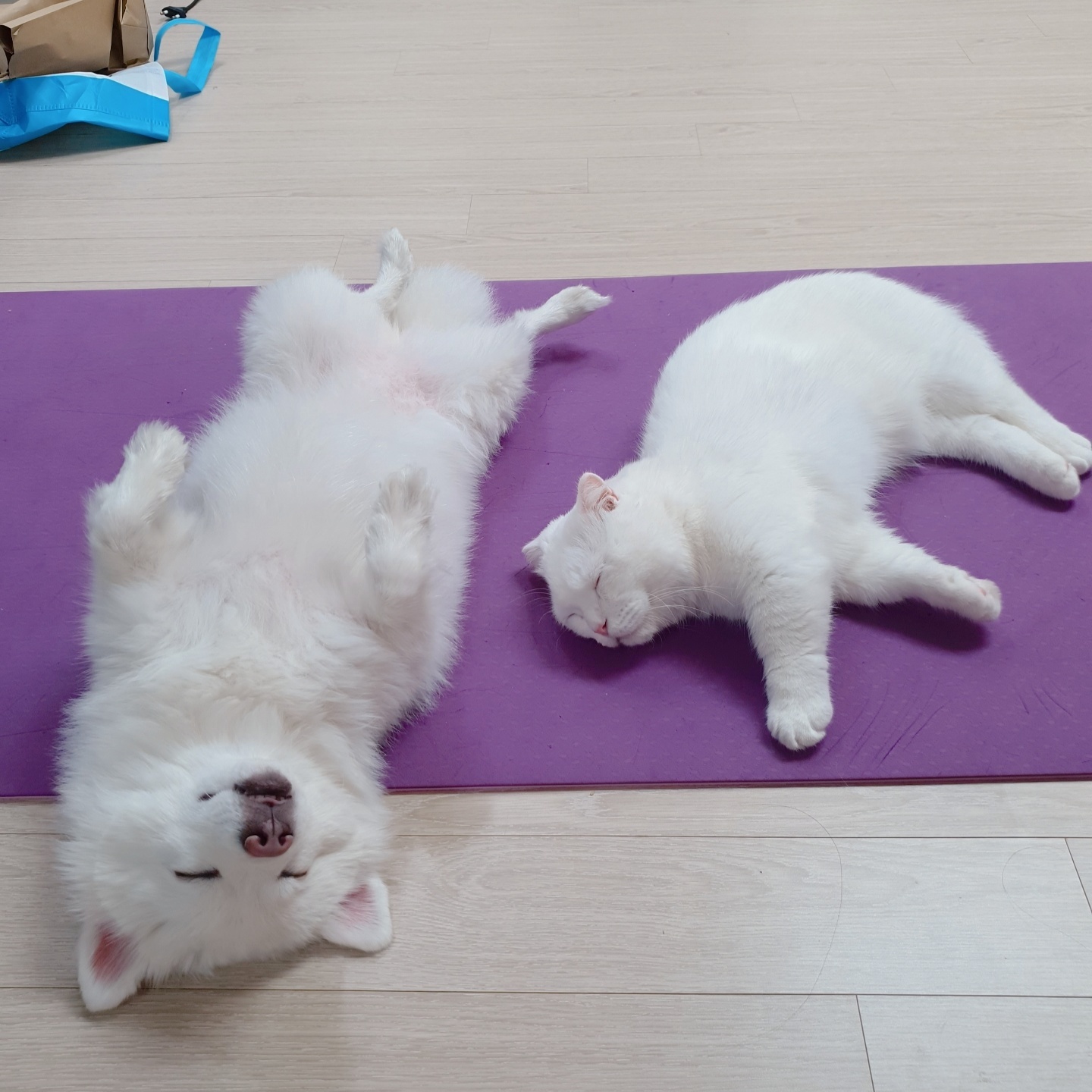 舊 메리, 現 금이 함께 한지 벌써 5년 됐나봐요