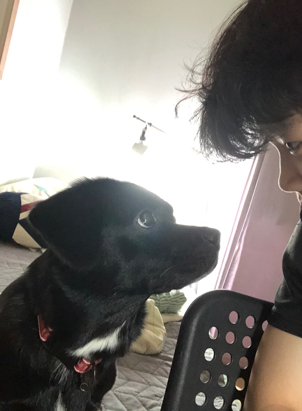 쫑이(무양이) 이야기....