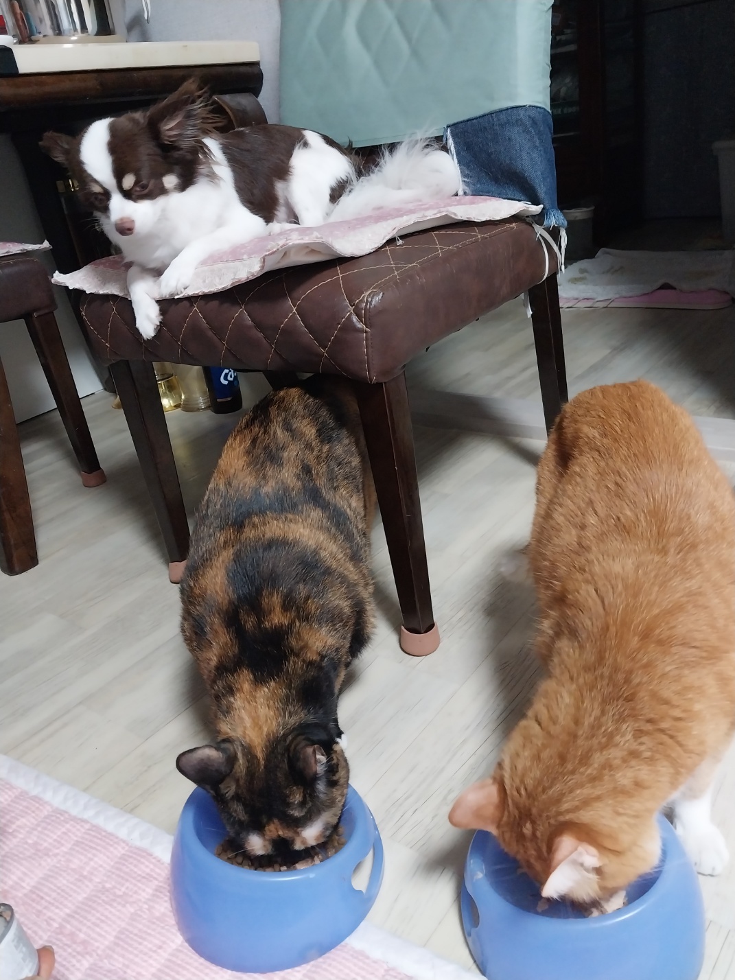 뽀롱이 형아와 동생이랑 잘지내고 있습니다.