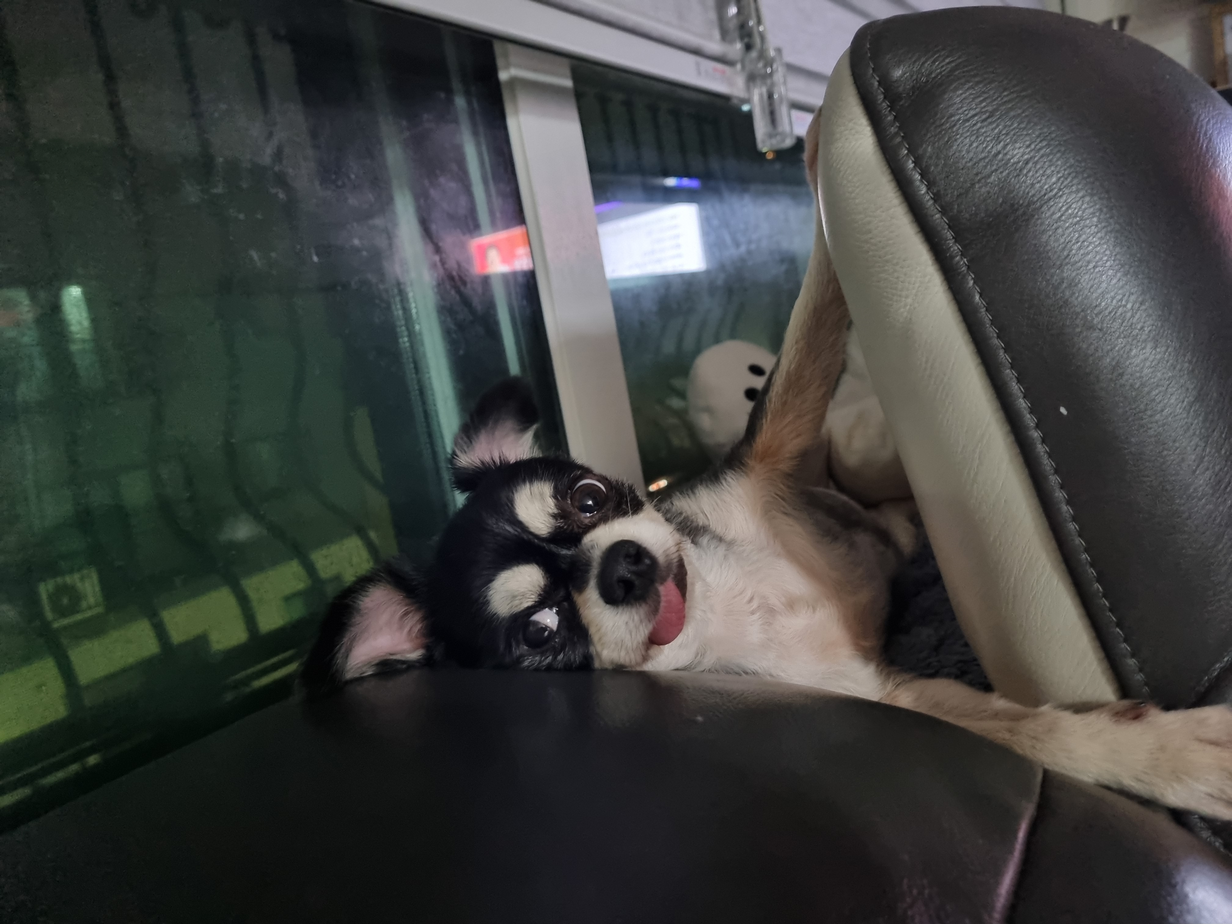 나미(치와와)   잘 있어요^^♡