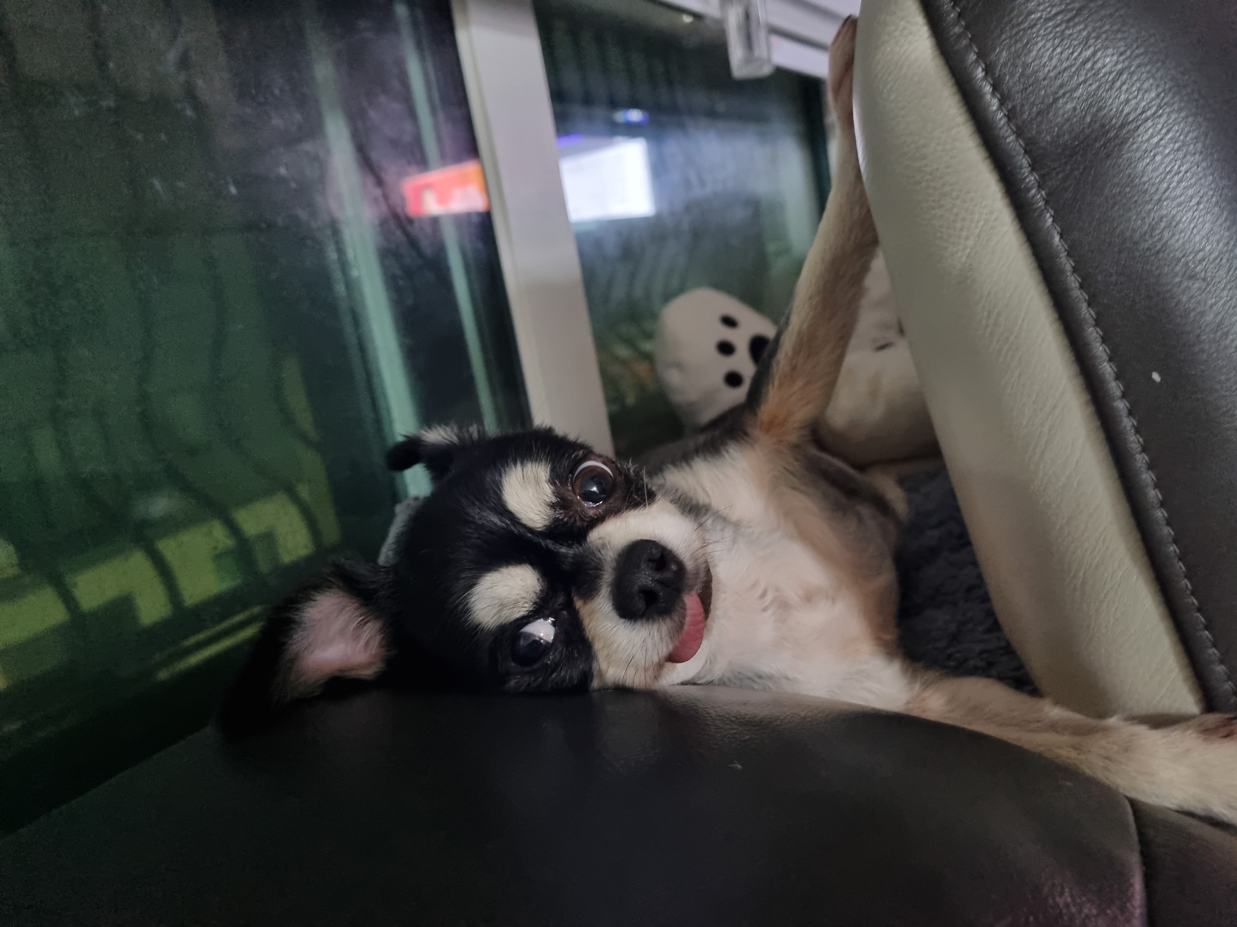 나미(치와와)   잘 있어요^^♡