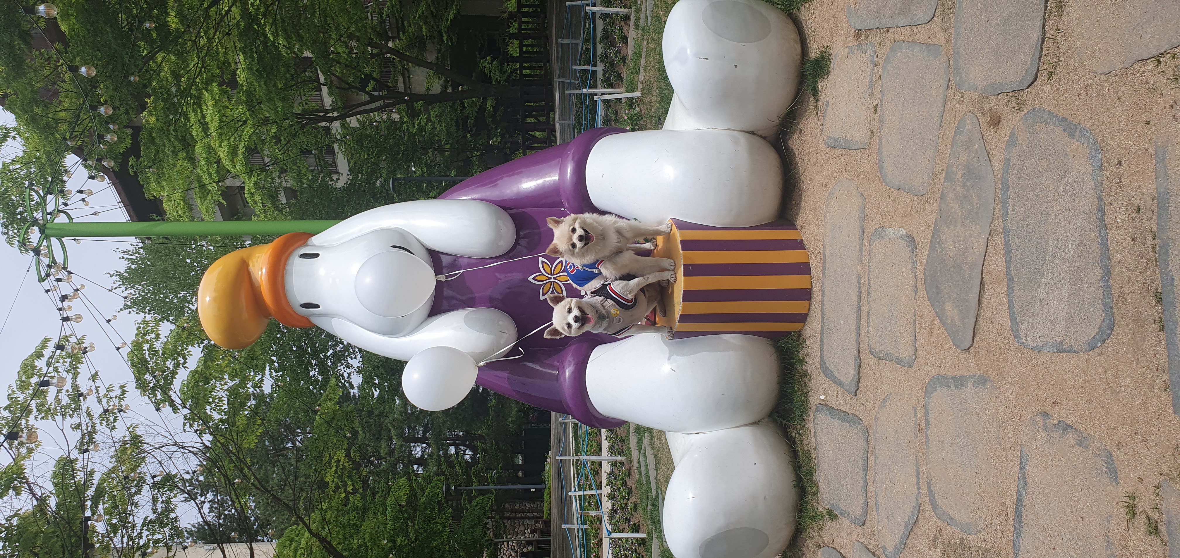 땅콩(곤지암 몽쉘)이 잘 지내요~~