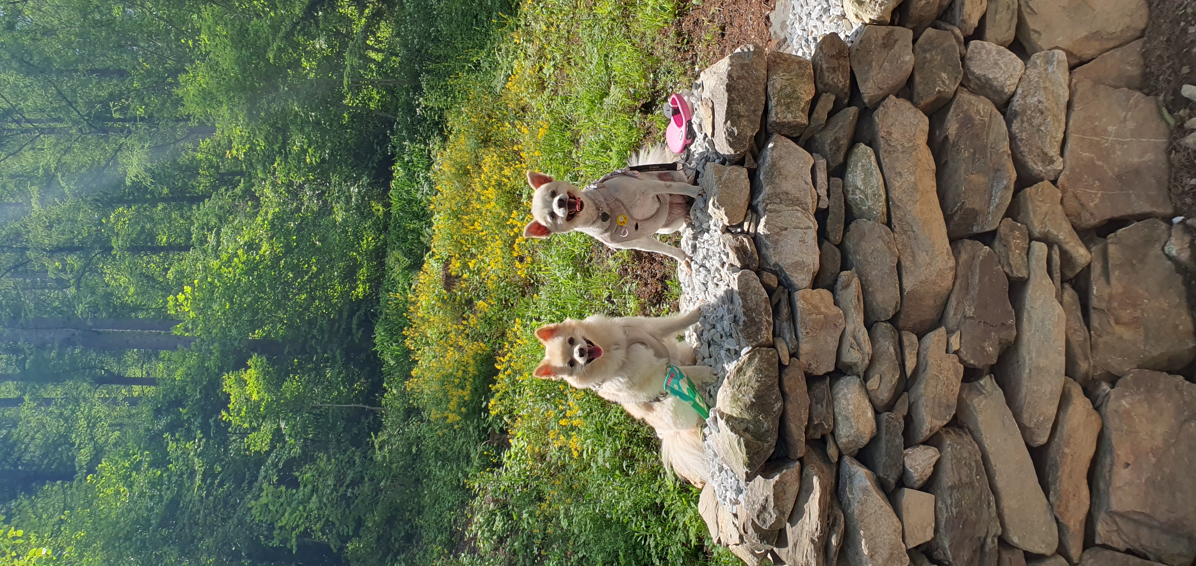 땅콩(곤지암 몽쉘)이 잘 지내요~~