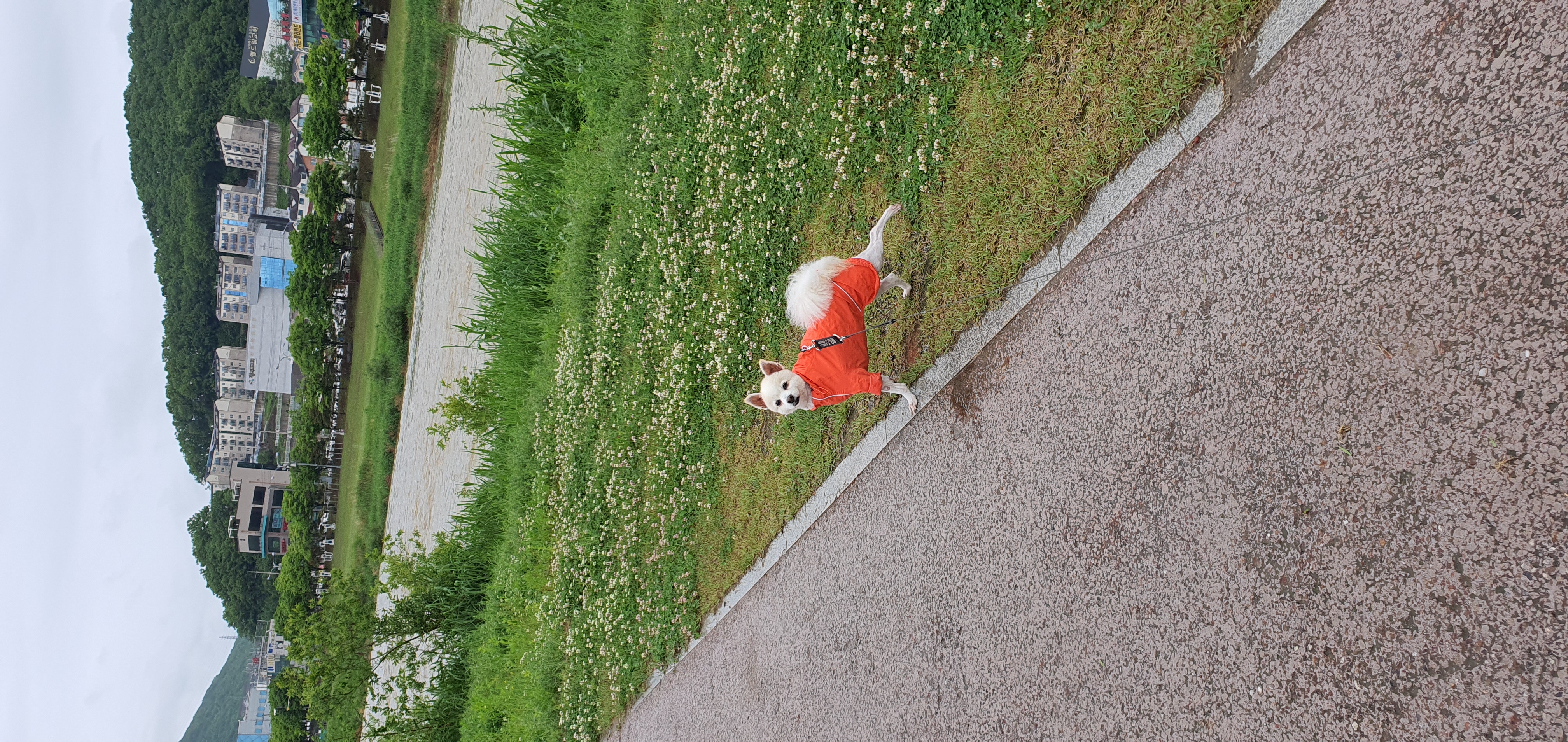 땅콩(곤지암 몽쉘)이 잘 지내요~~