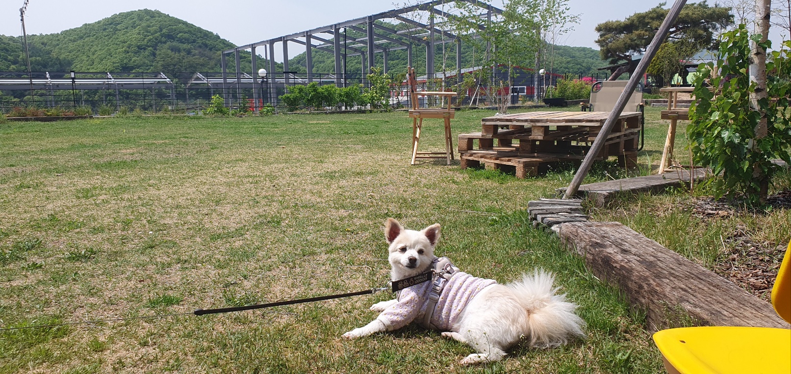 땅콩(곤지암 몽쉘)이 잘 지내요~~