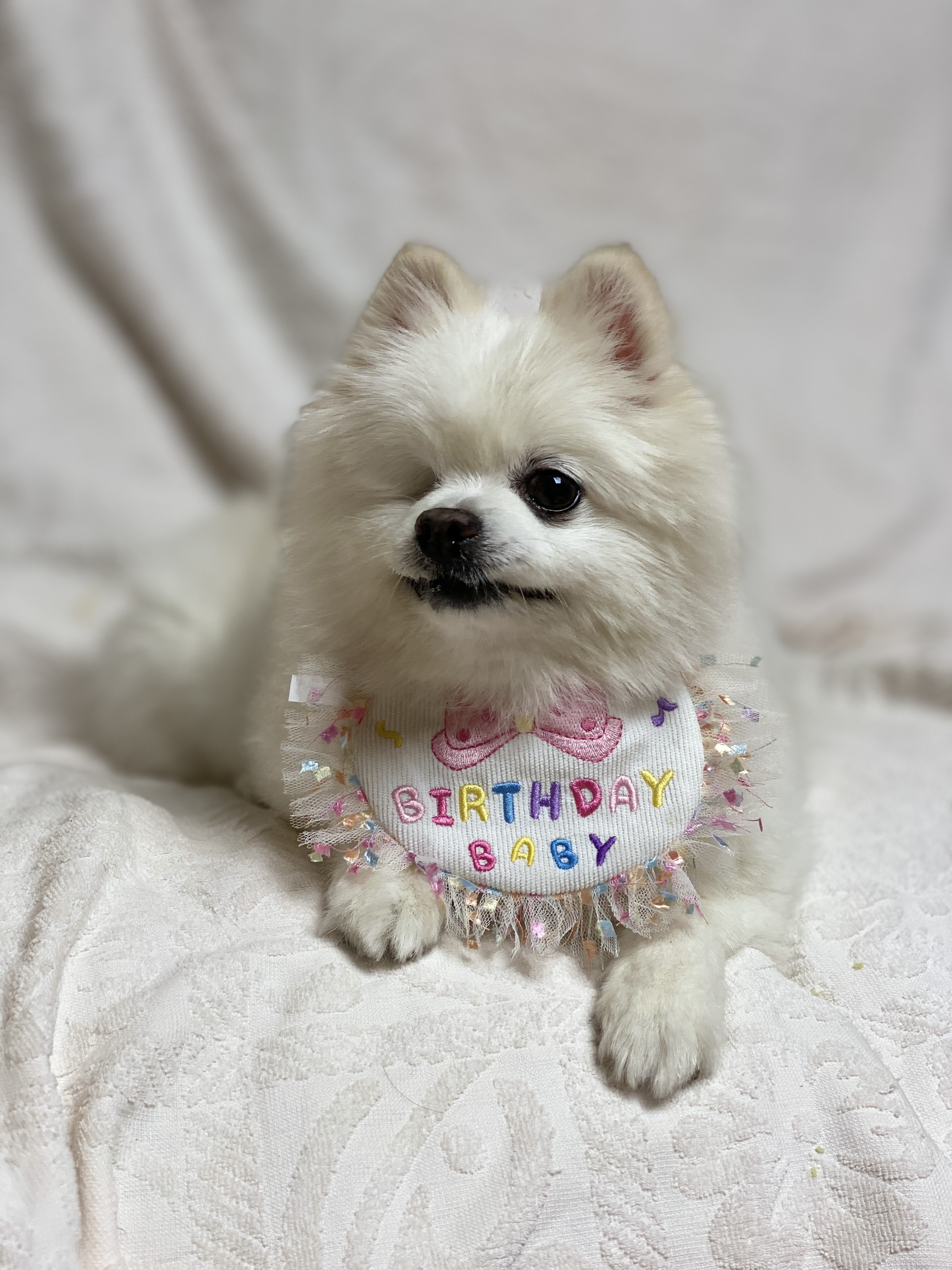 일거수일투족을 감시하는 그림이의 입양 후 2년