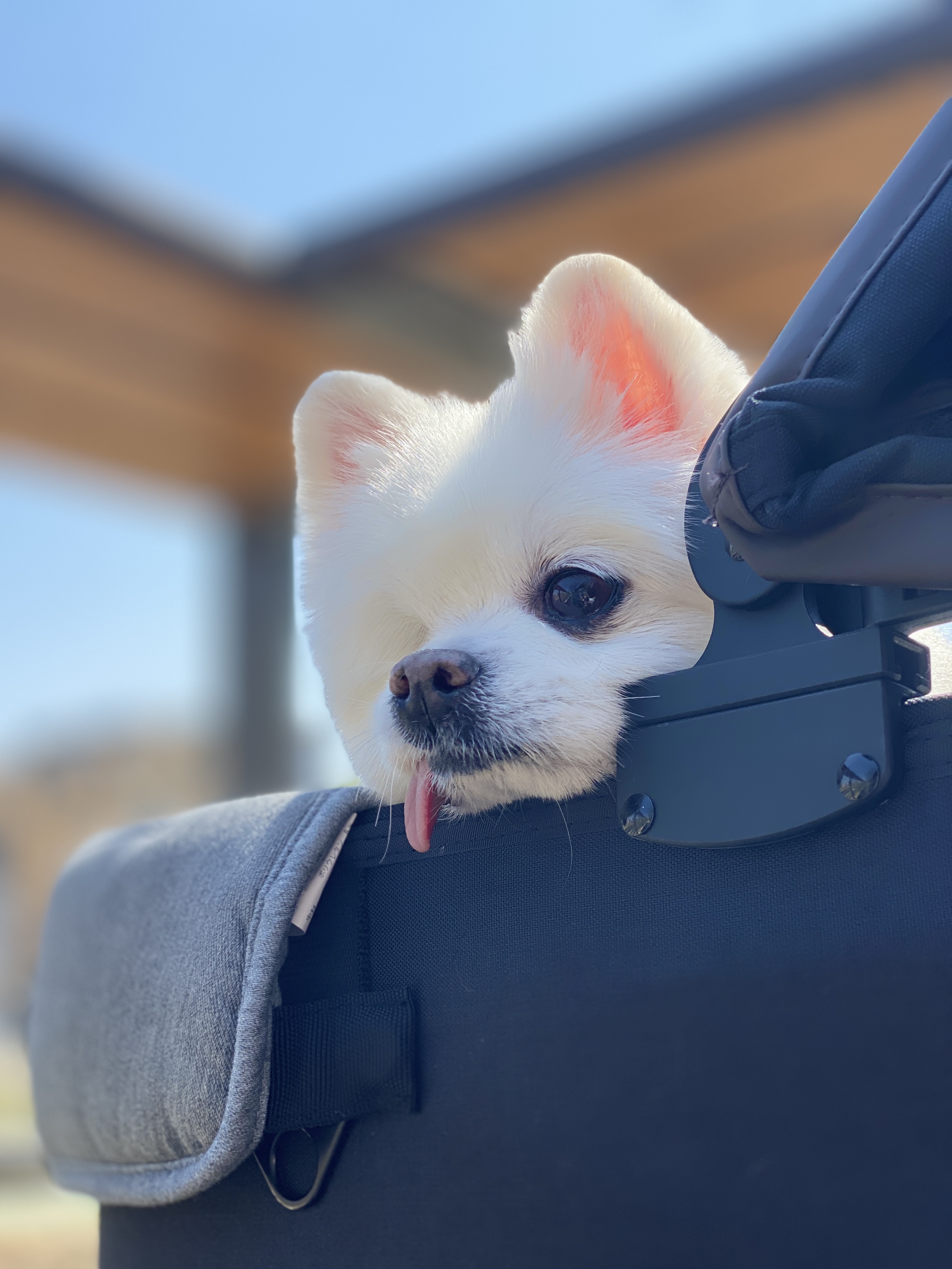 일거수일투족을 감시하는 그림이의 입양 후 2년