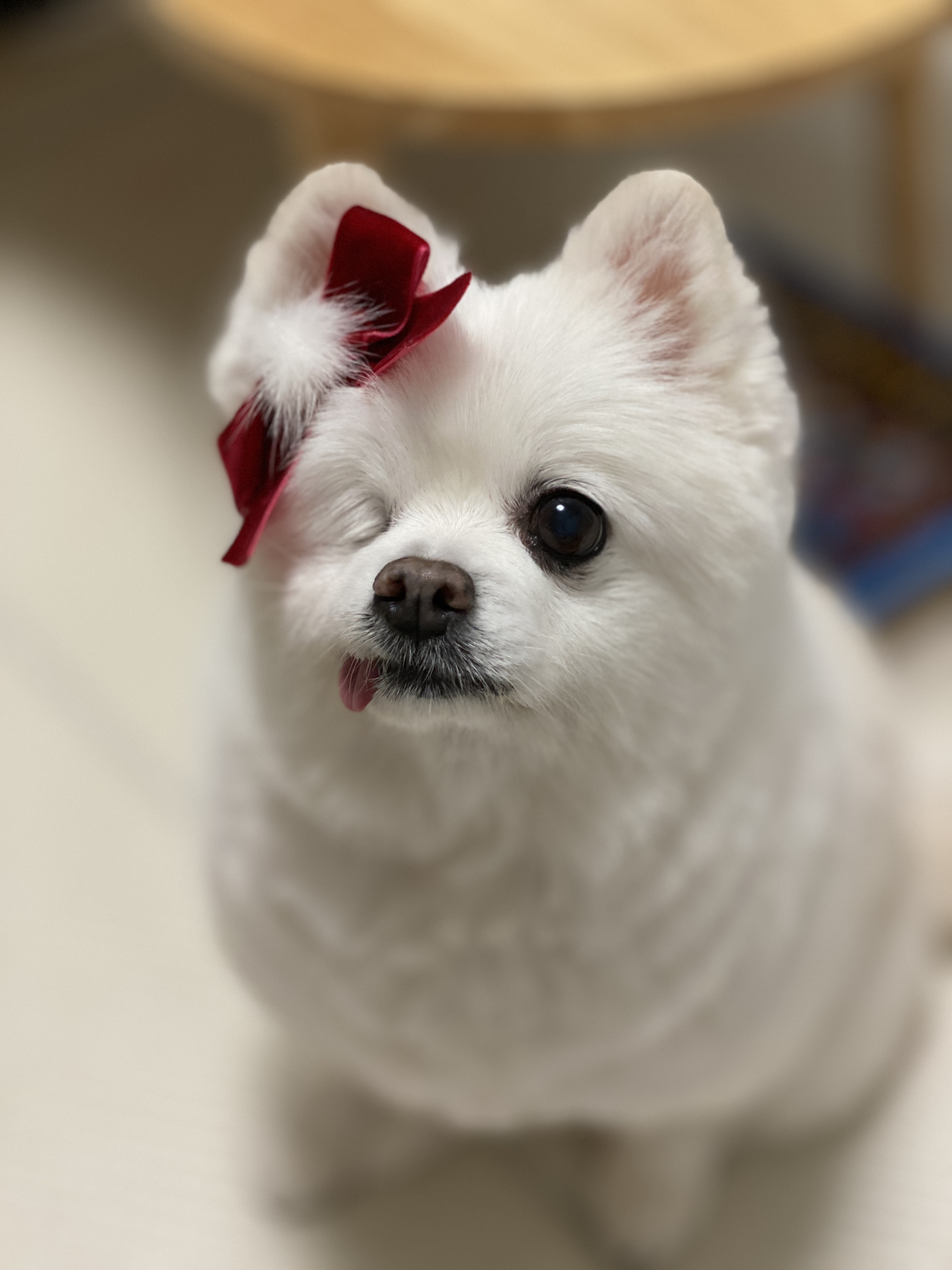 일거수일투족을 감시하는 그림이의 입양 후 2년