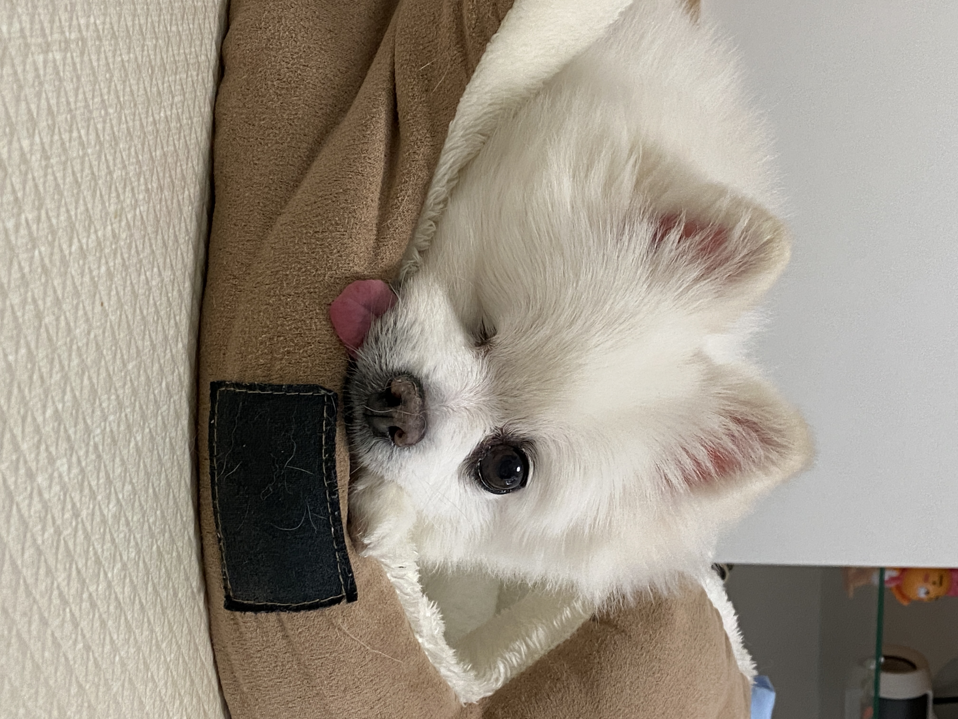 일거수일투족을 감시하는 그림이의 입양 후 2년