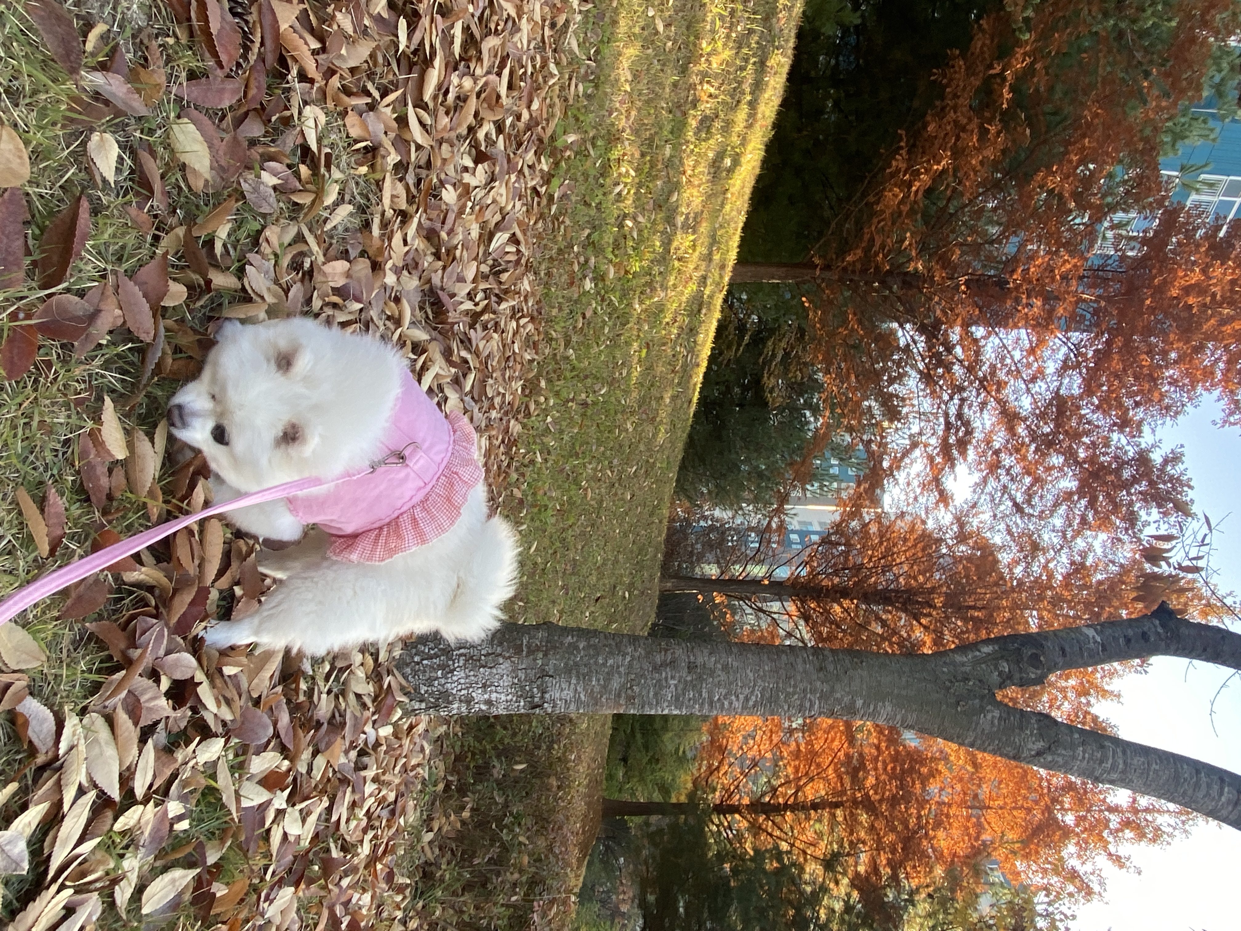 일거수일투족을 감시하는 그림이의 입양 후 2년