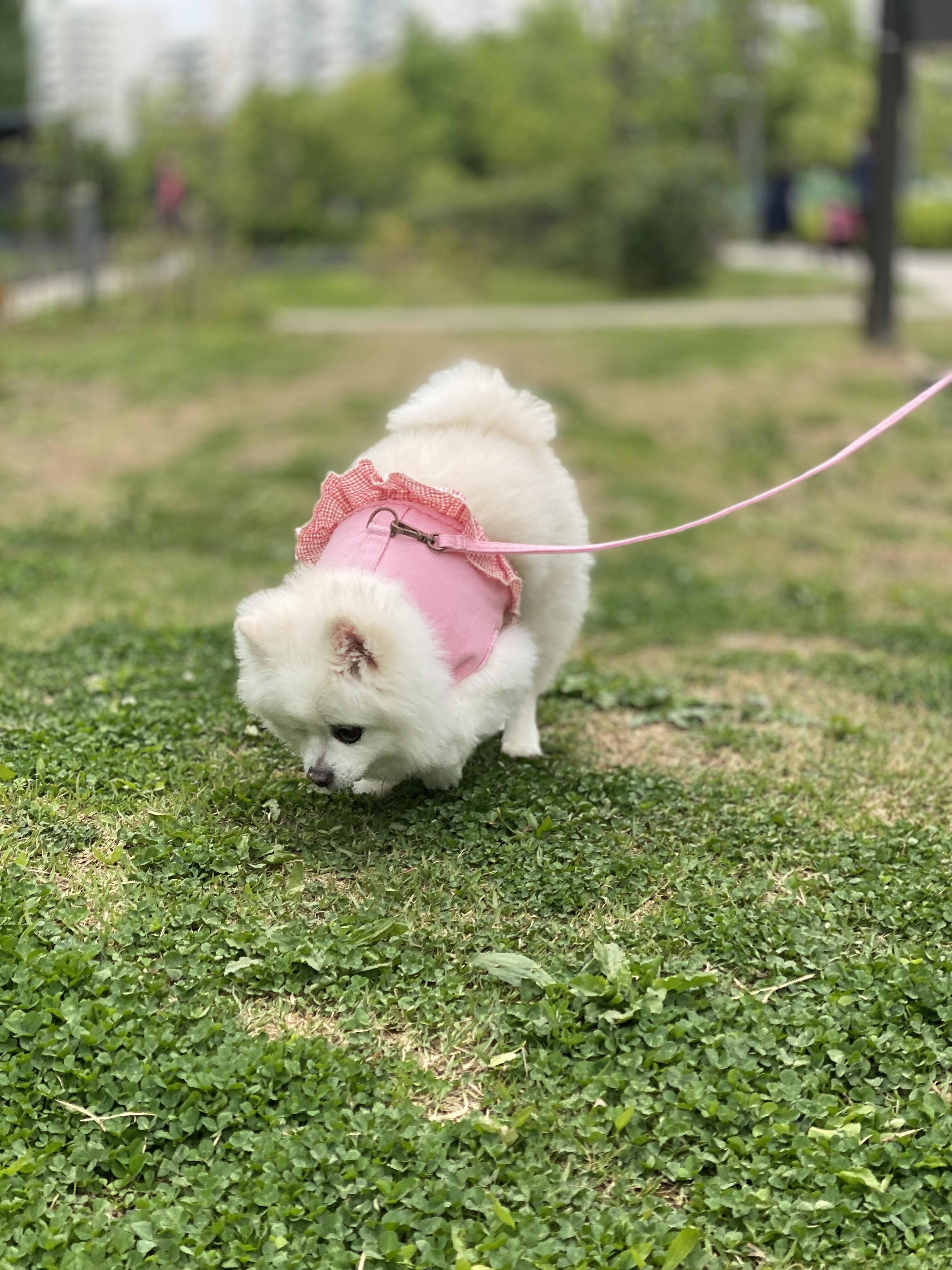 일거수일투족을 감시하는 그림이의 입양 후 2년