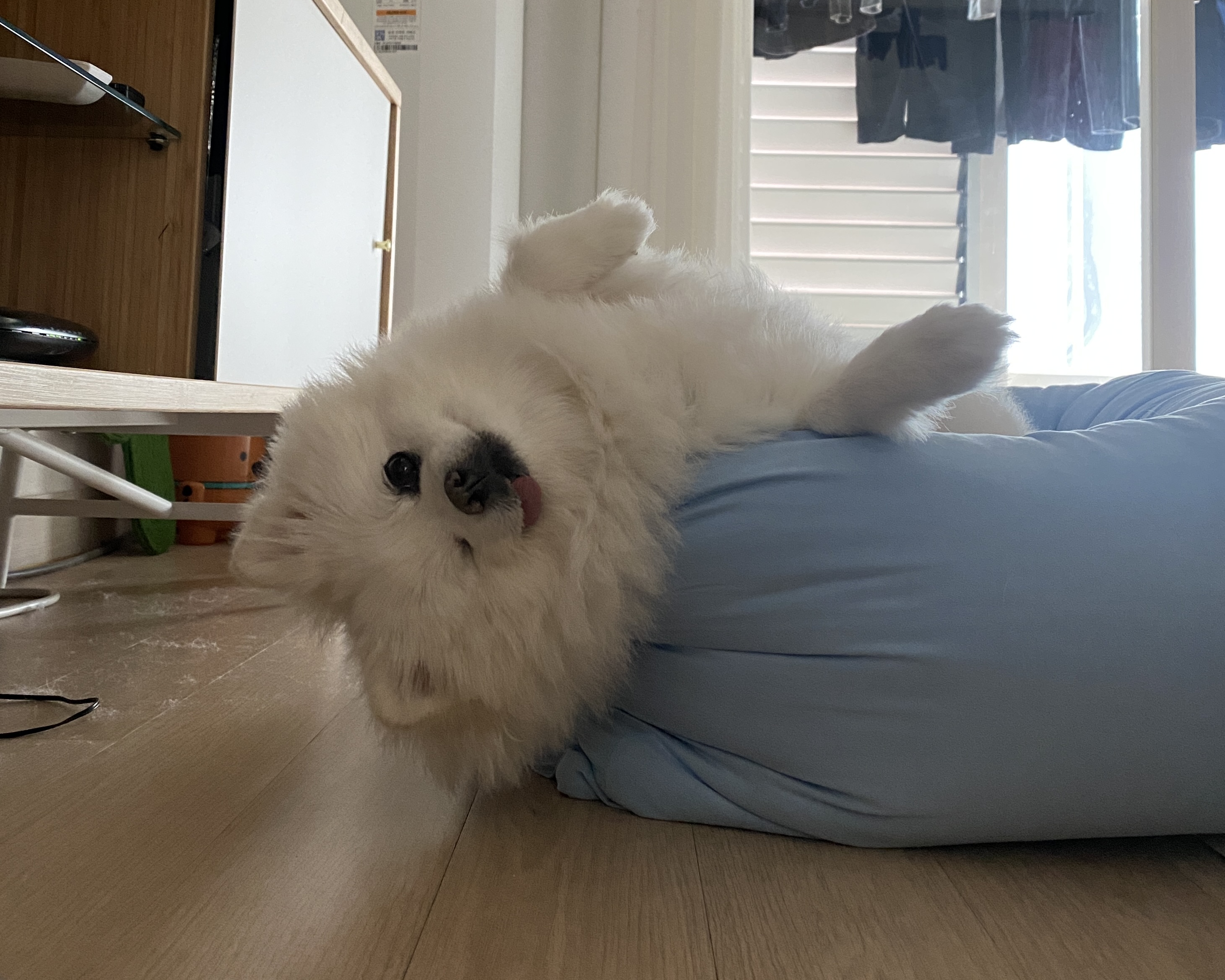 일거수일투족을 감시하는 그림이의 입양 후 2년