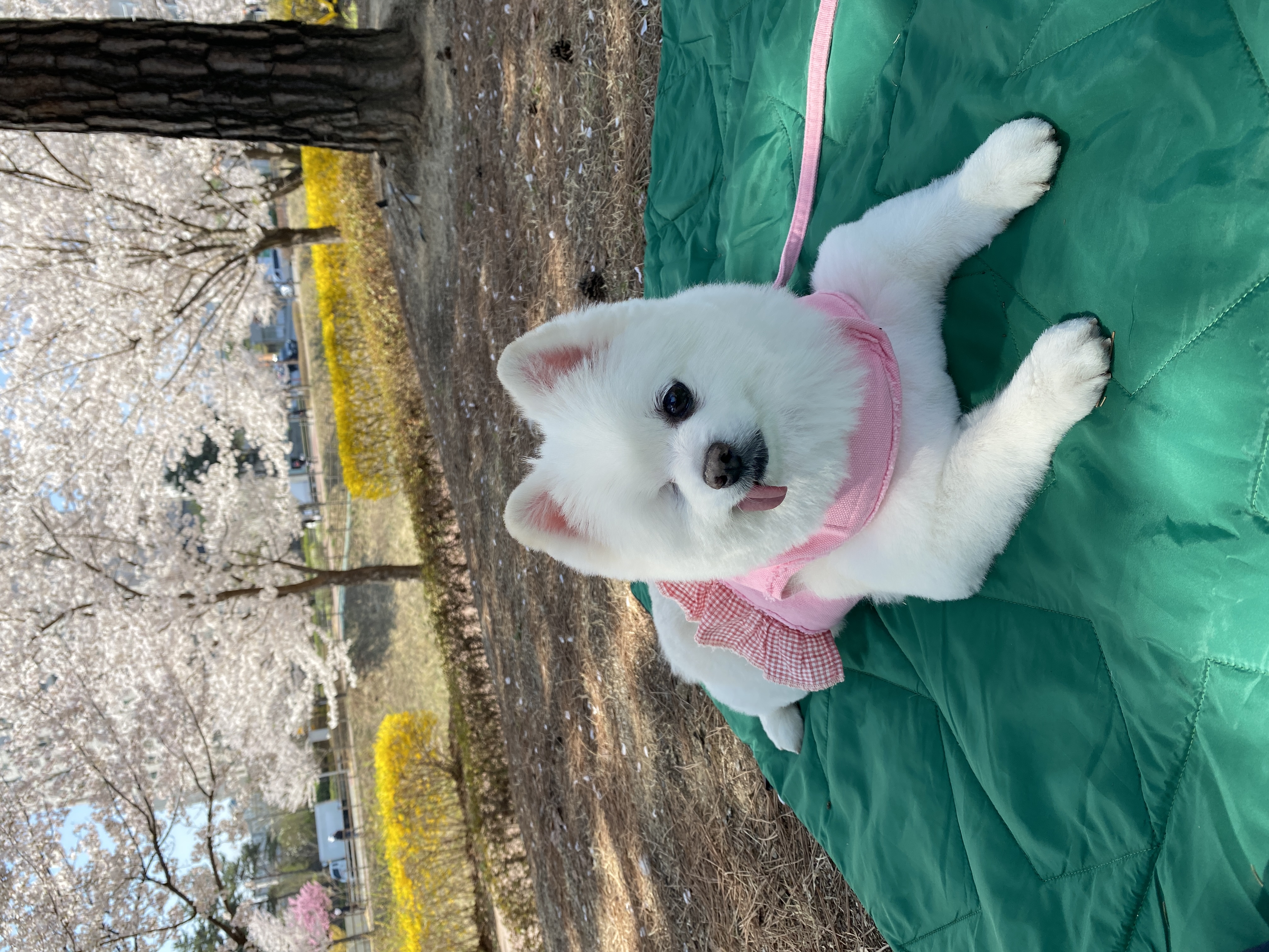 일거수일투족을 감시하는 그림이의 입양 후 2년