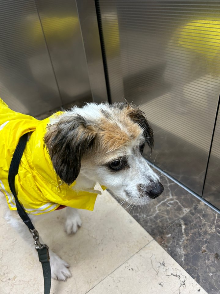 리아 임보 3개월 입니다!