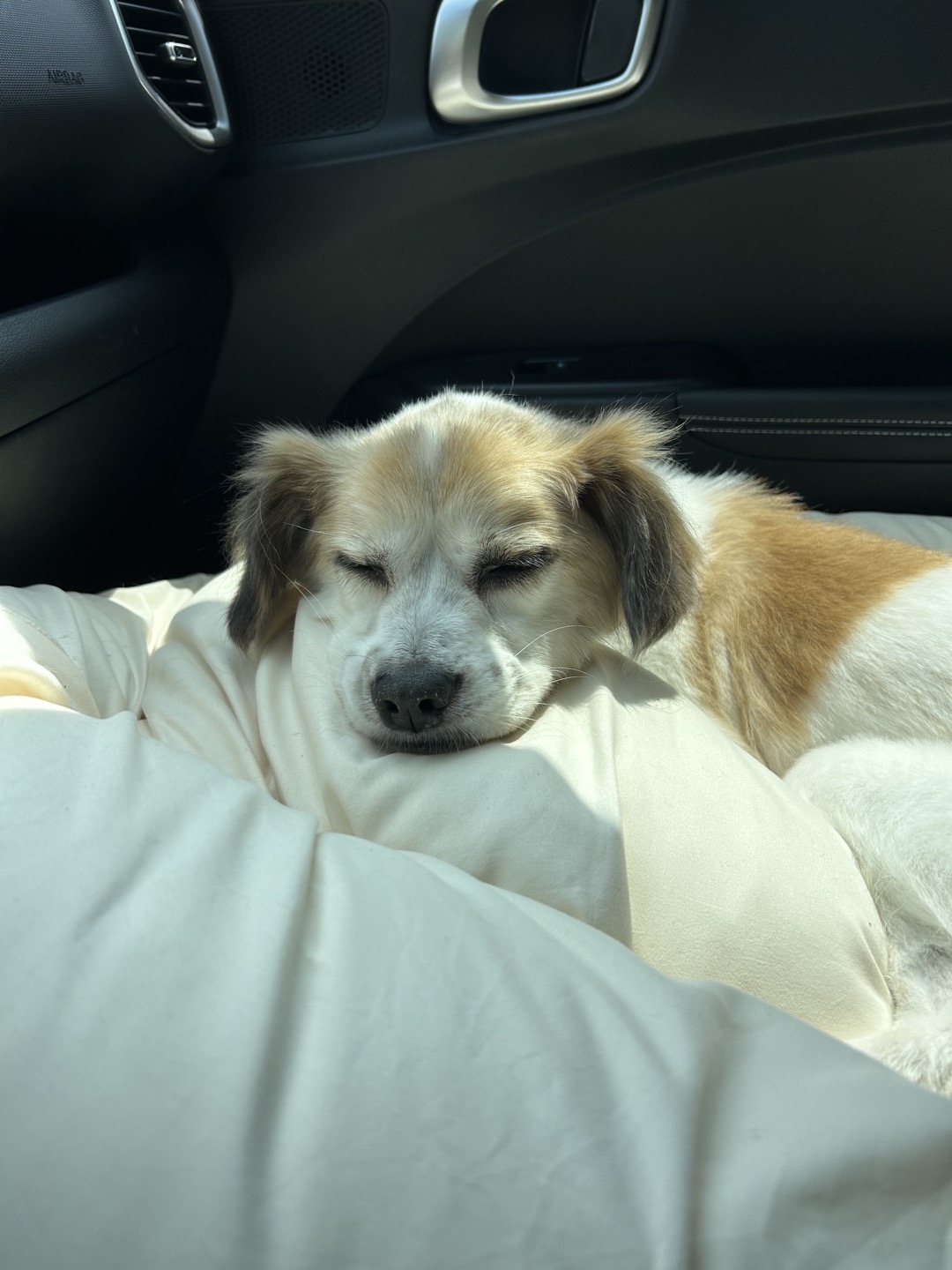 리아 임보 3개월 입니다!