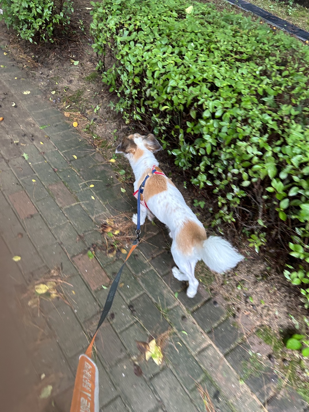 리아 임보 3개월 입니다!