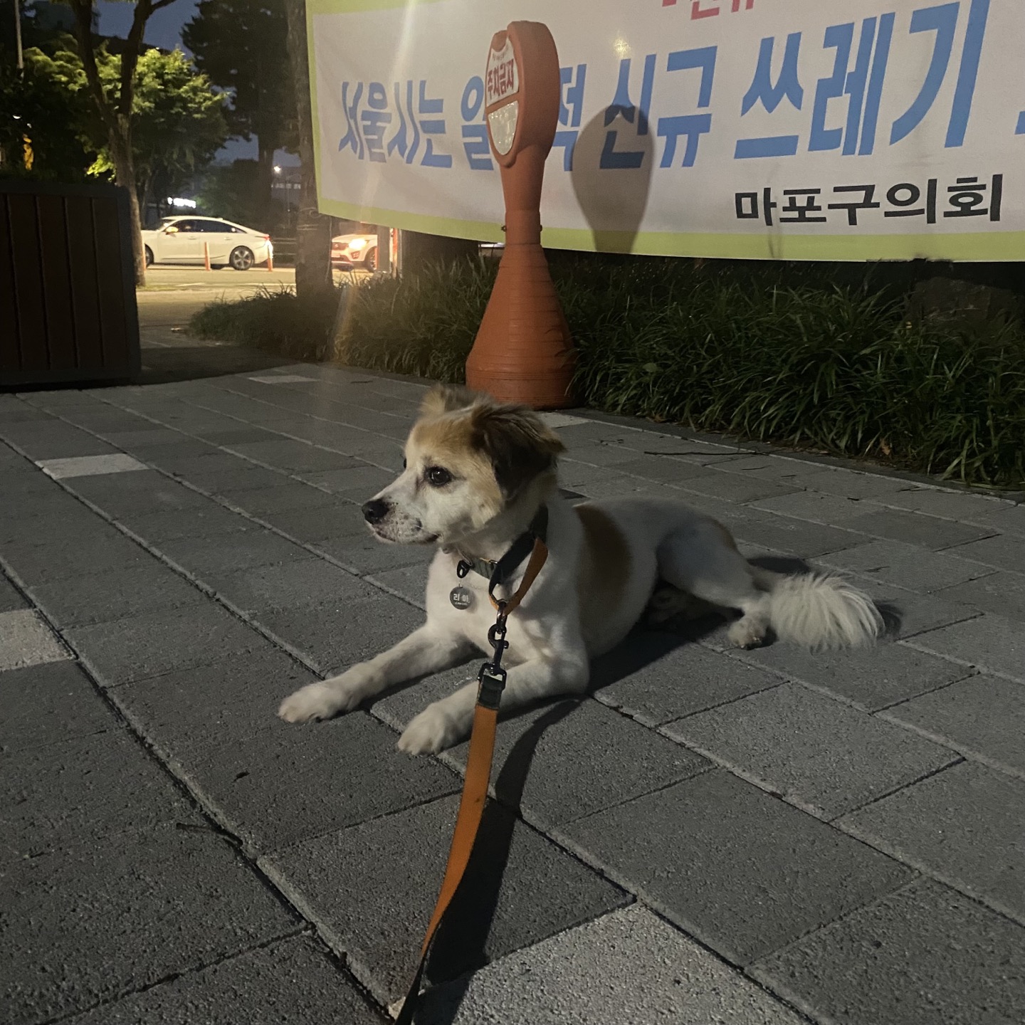 리아 임보 3개월 입니다!