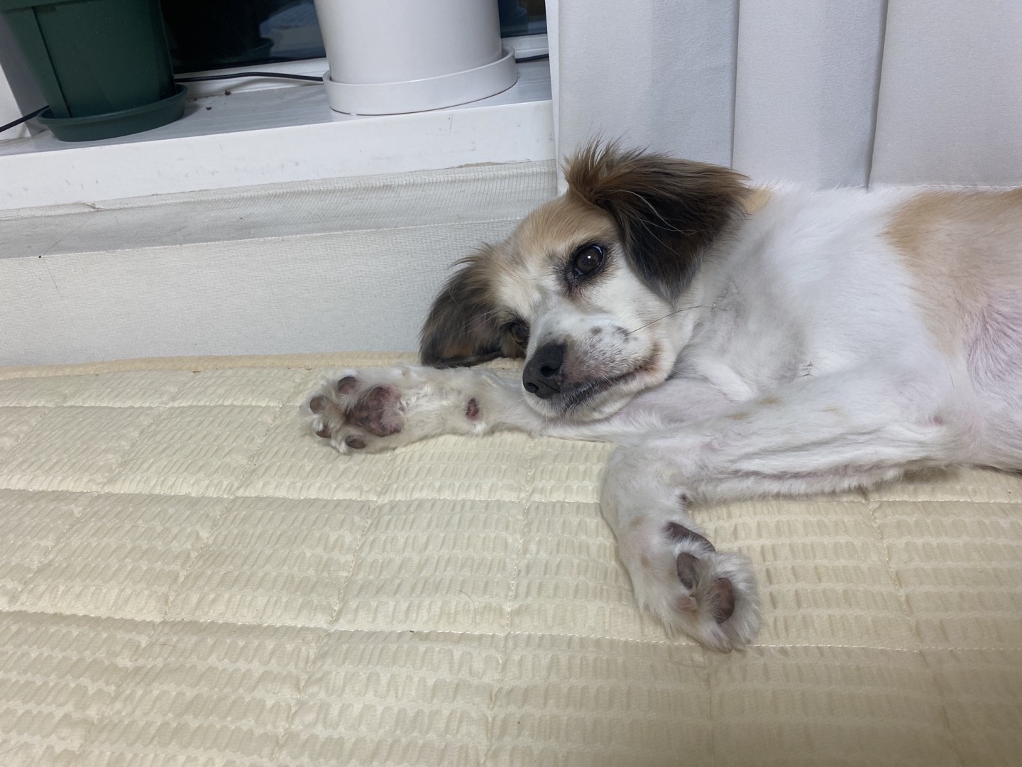 리아 임보 3개월 입니다!