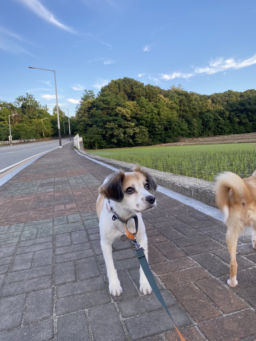 리아 임보 3개월 입니다!