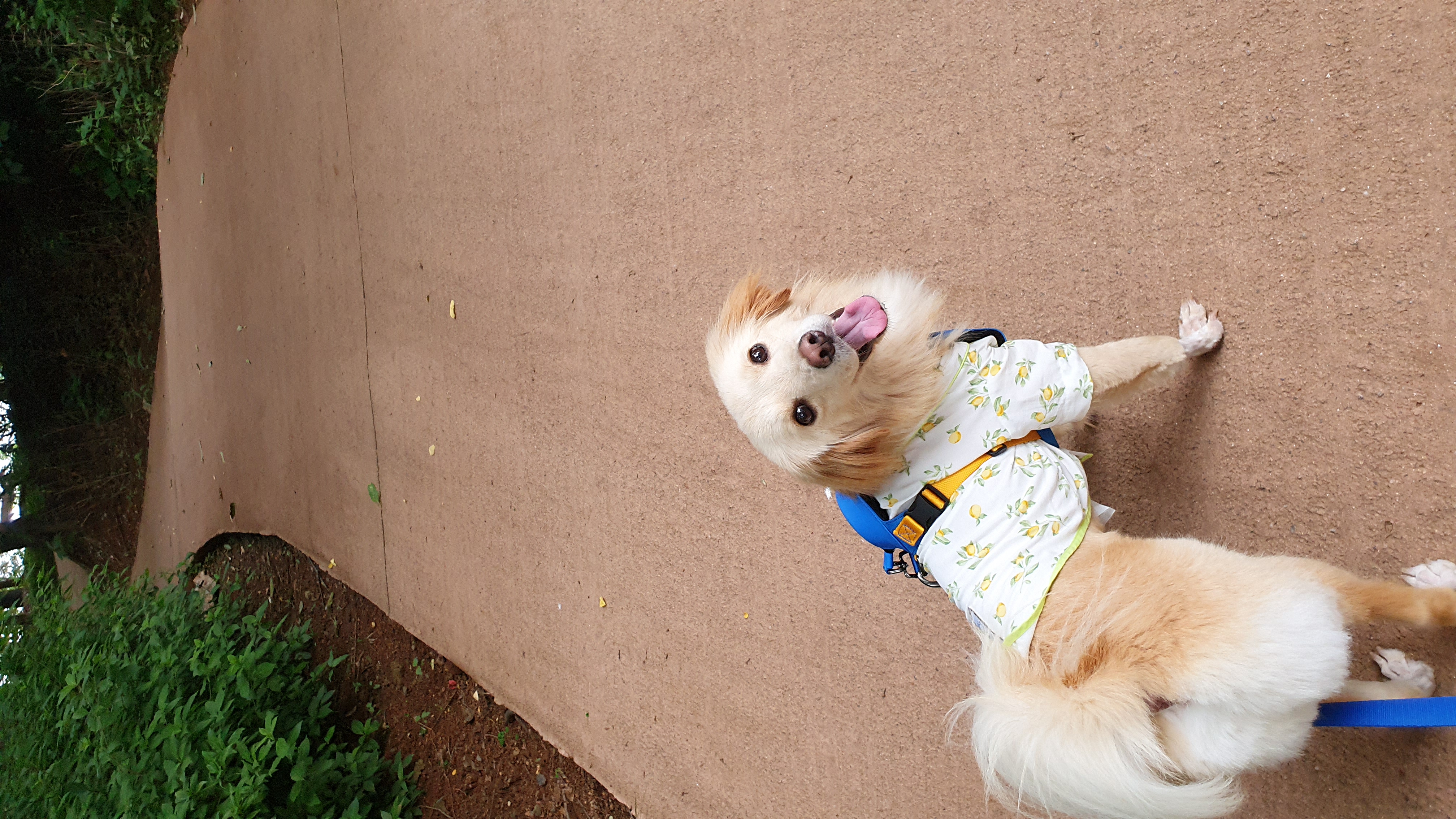 자몽이(육콩이)와 한달