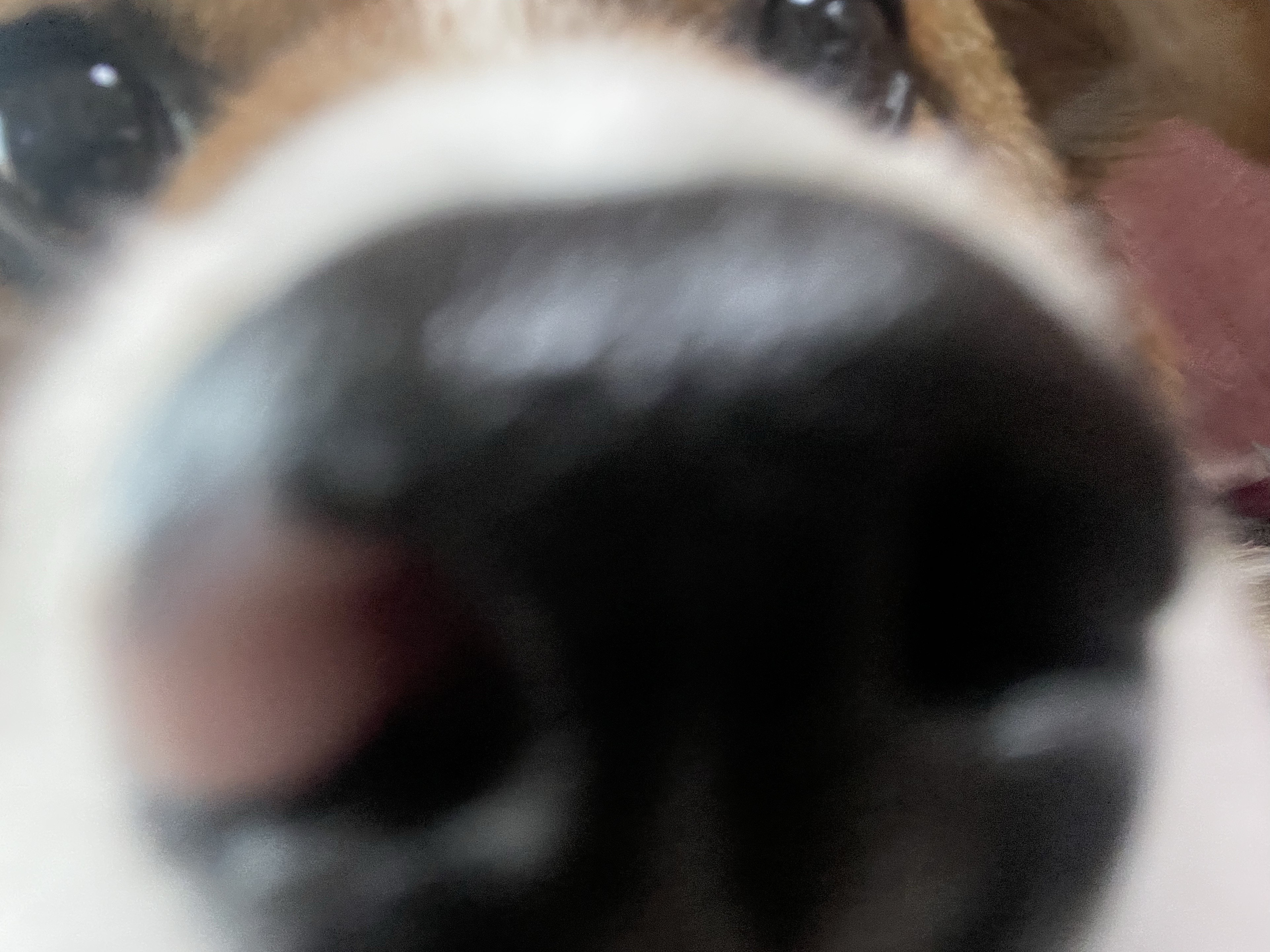 달래(해도) 입양후기2