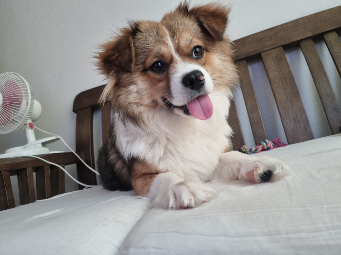 달래(해도) 입양후기2