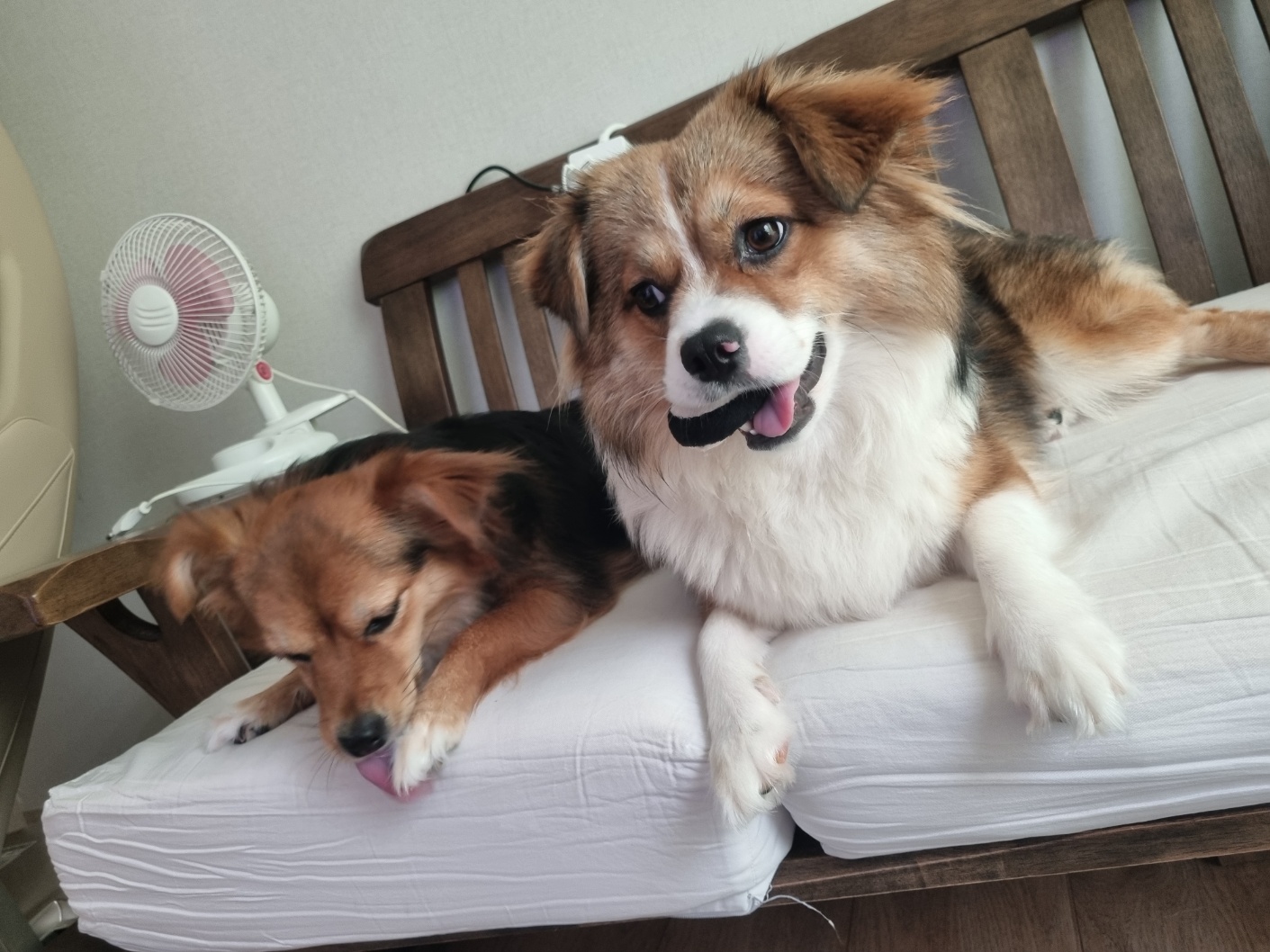 달래(해도) 입양후기2